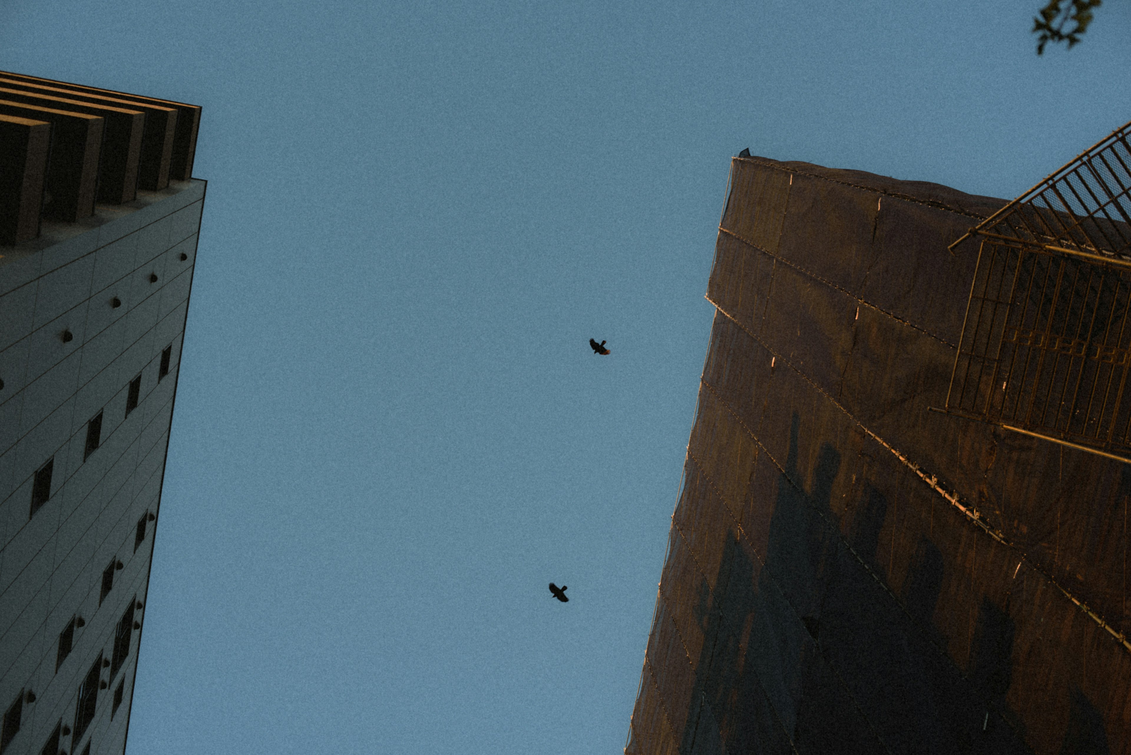 View of blue sky with two birds flying between tall buildings