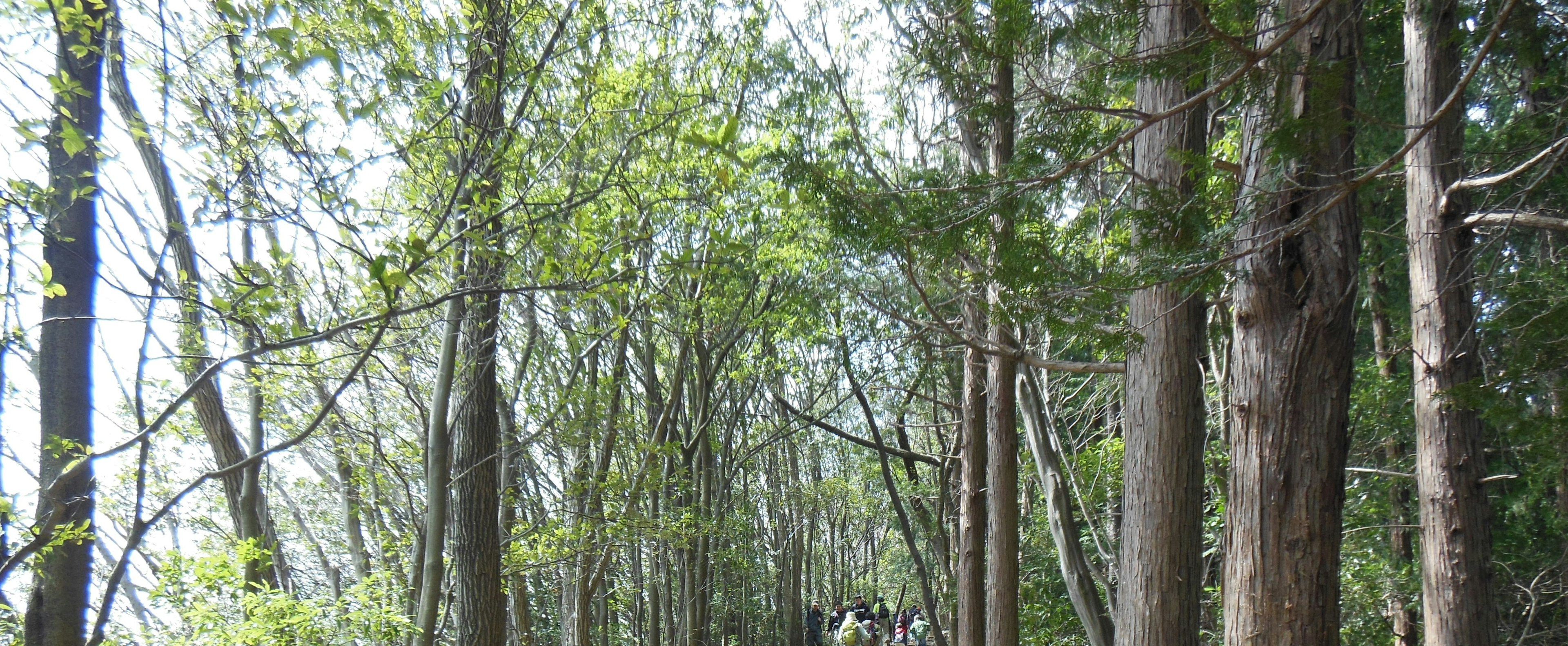 Jalan setapak hutan yang dikelilingi pepohonan hijau subur