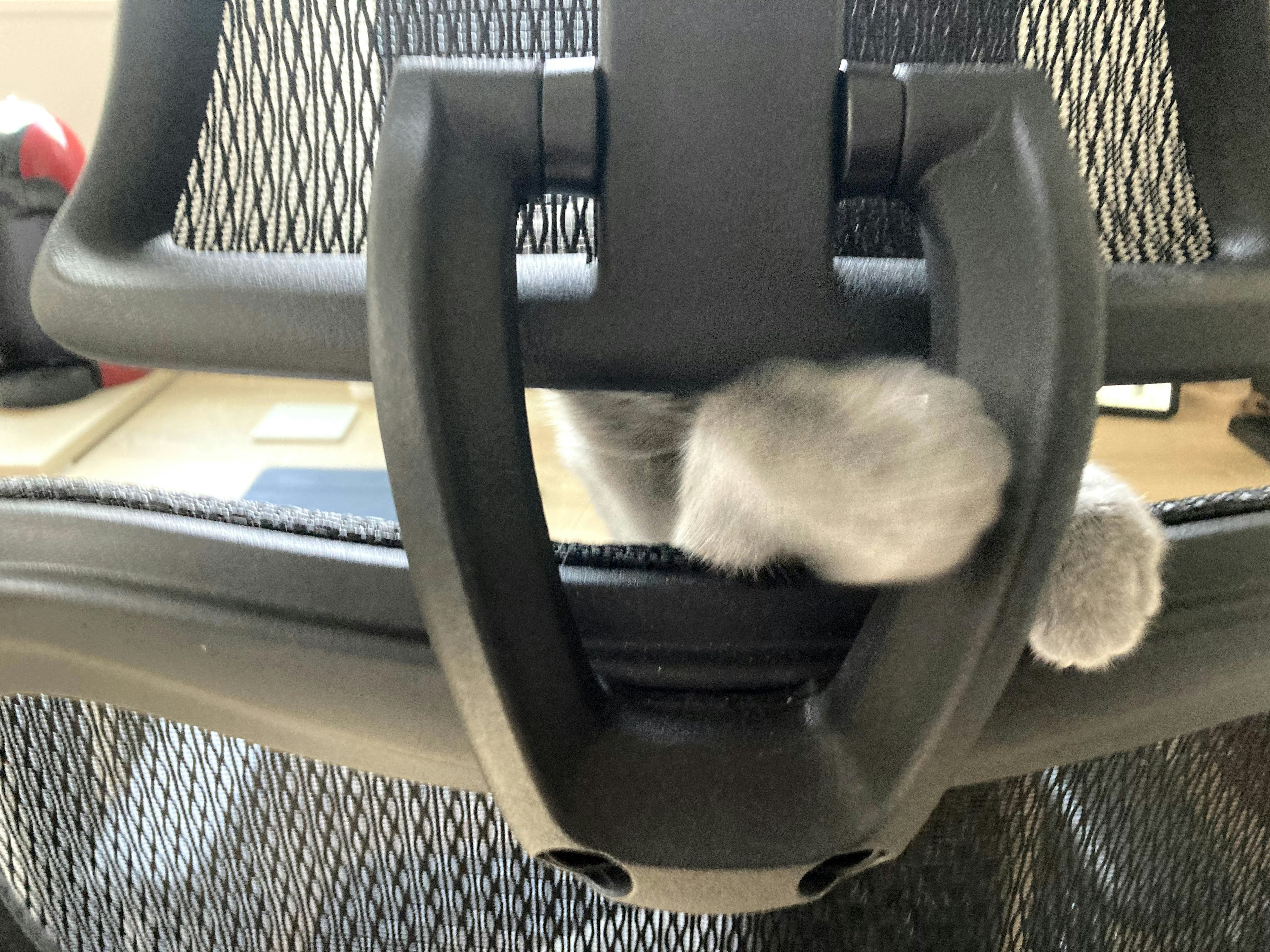 Gray cat paw visible through office chair backrest