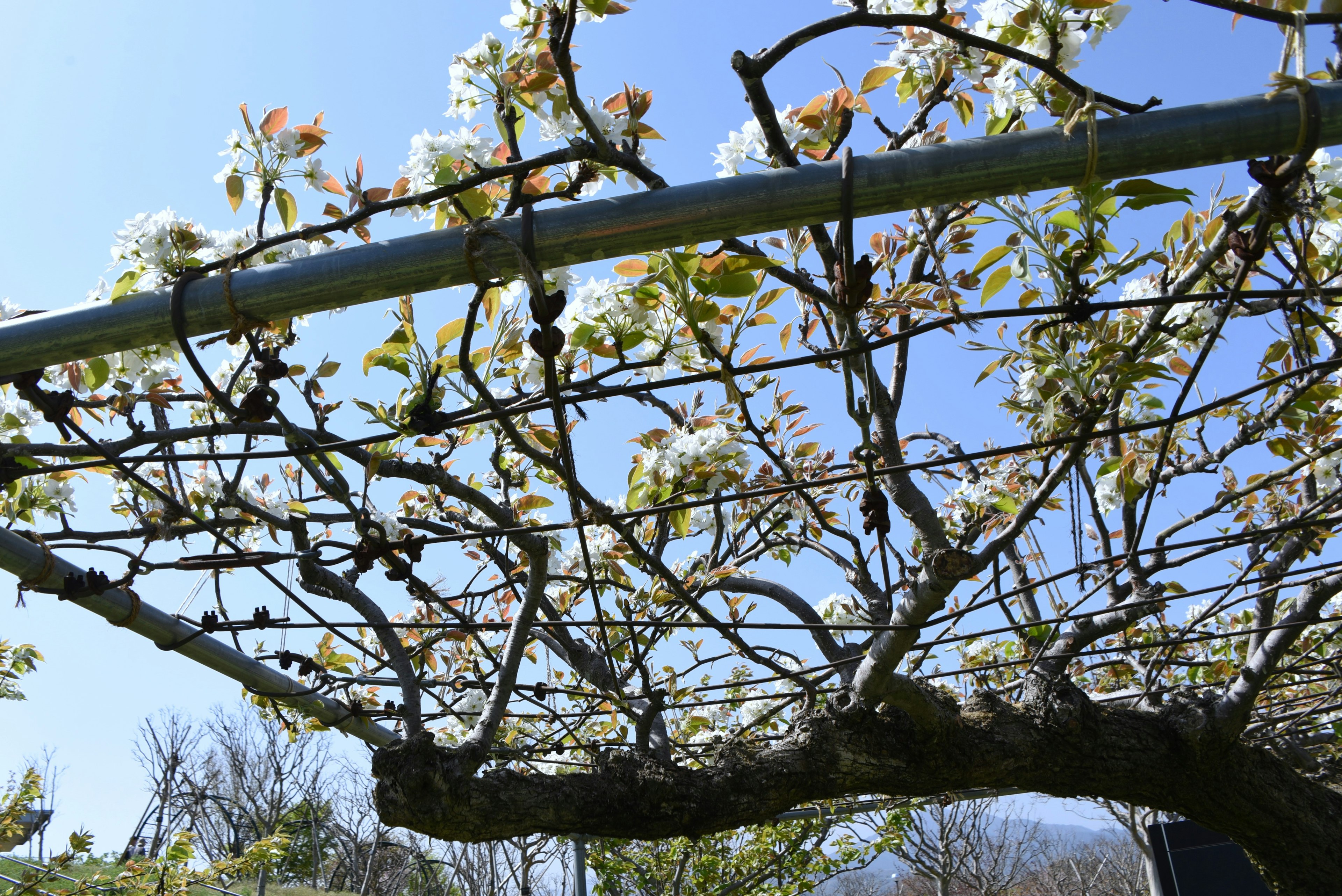 Una vista de ramas florecidas bajo un cielo azul sostenidas por una estructura