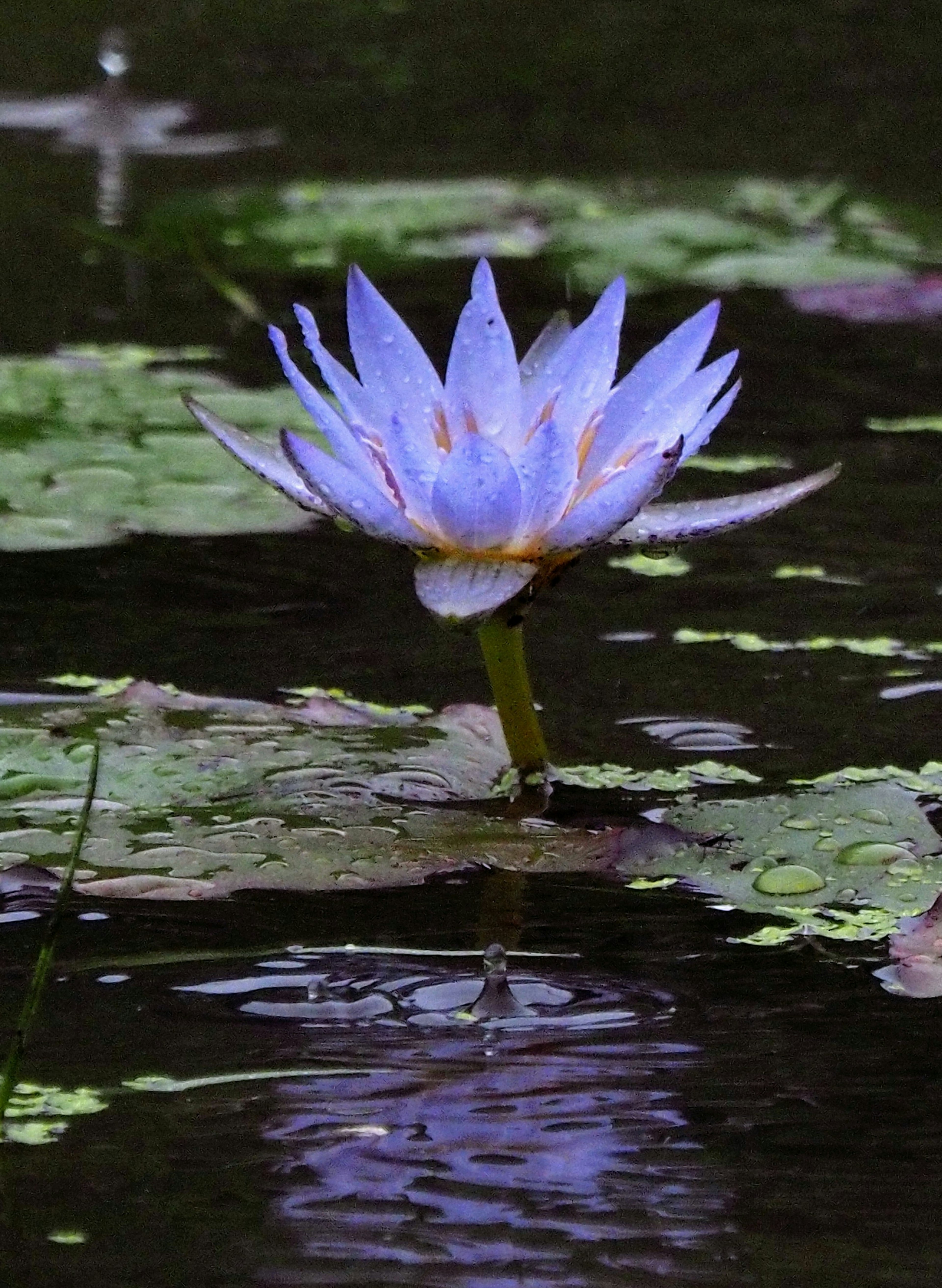 A blue lotus flower floating on water with lily pads