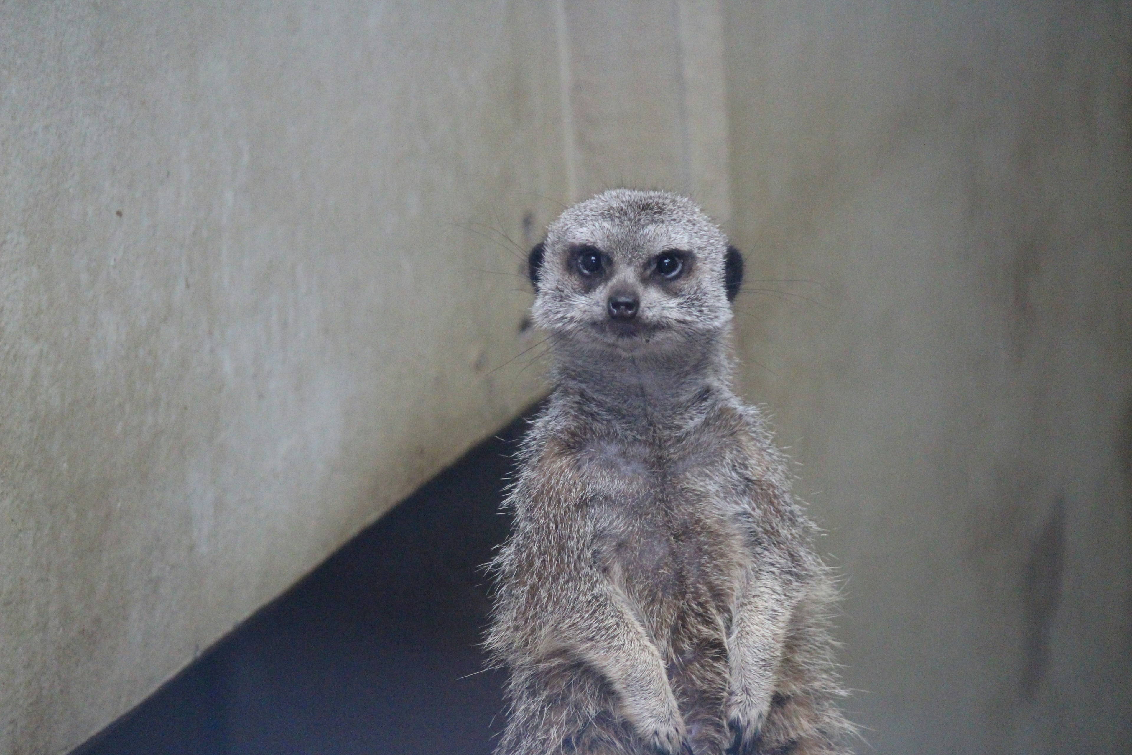 Un suricata in piedi che osserva l'ambiente circostante