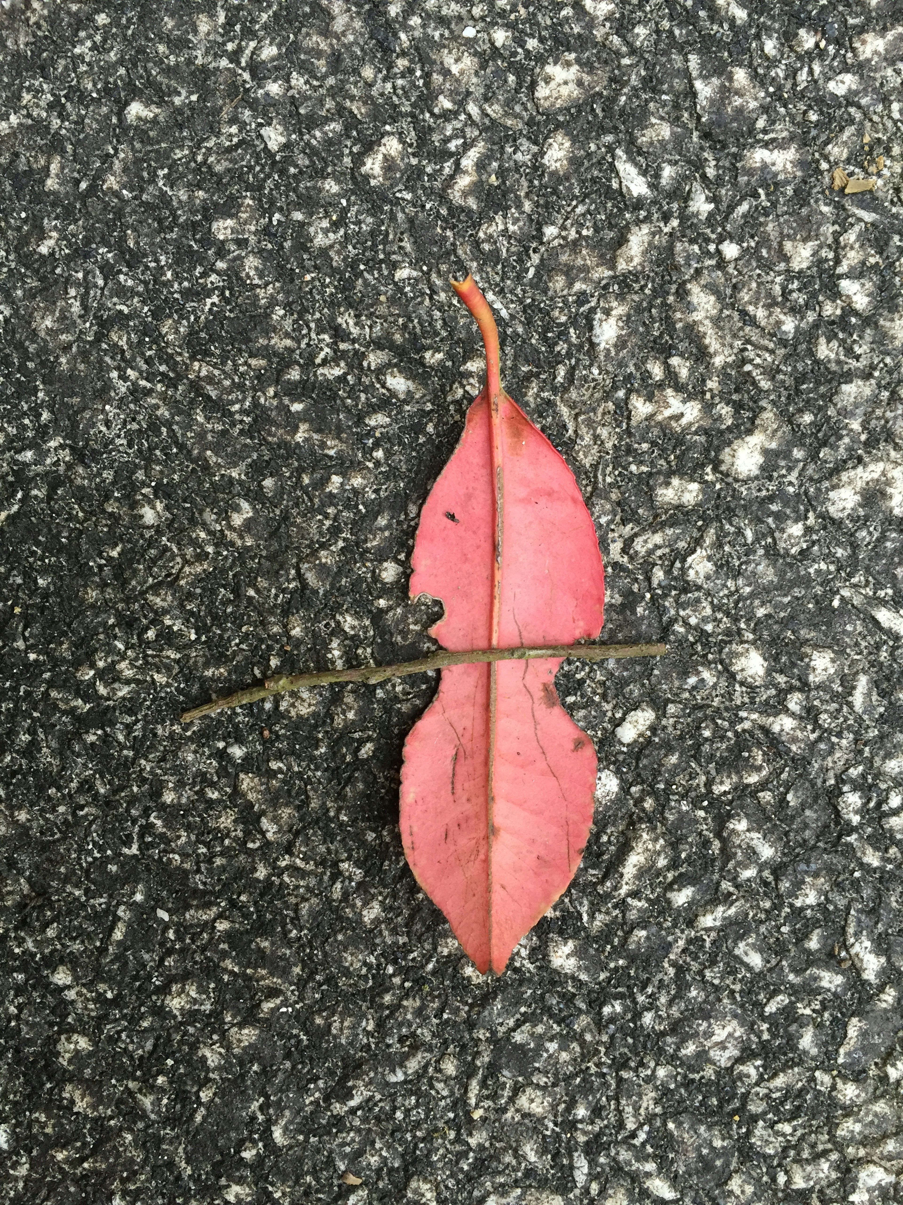 Image d'une feuille rouge croisée par une brindille sur le sol