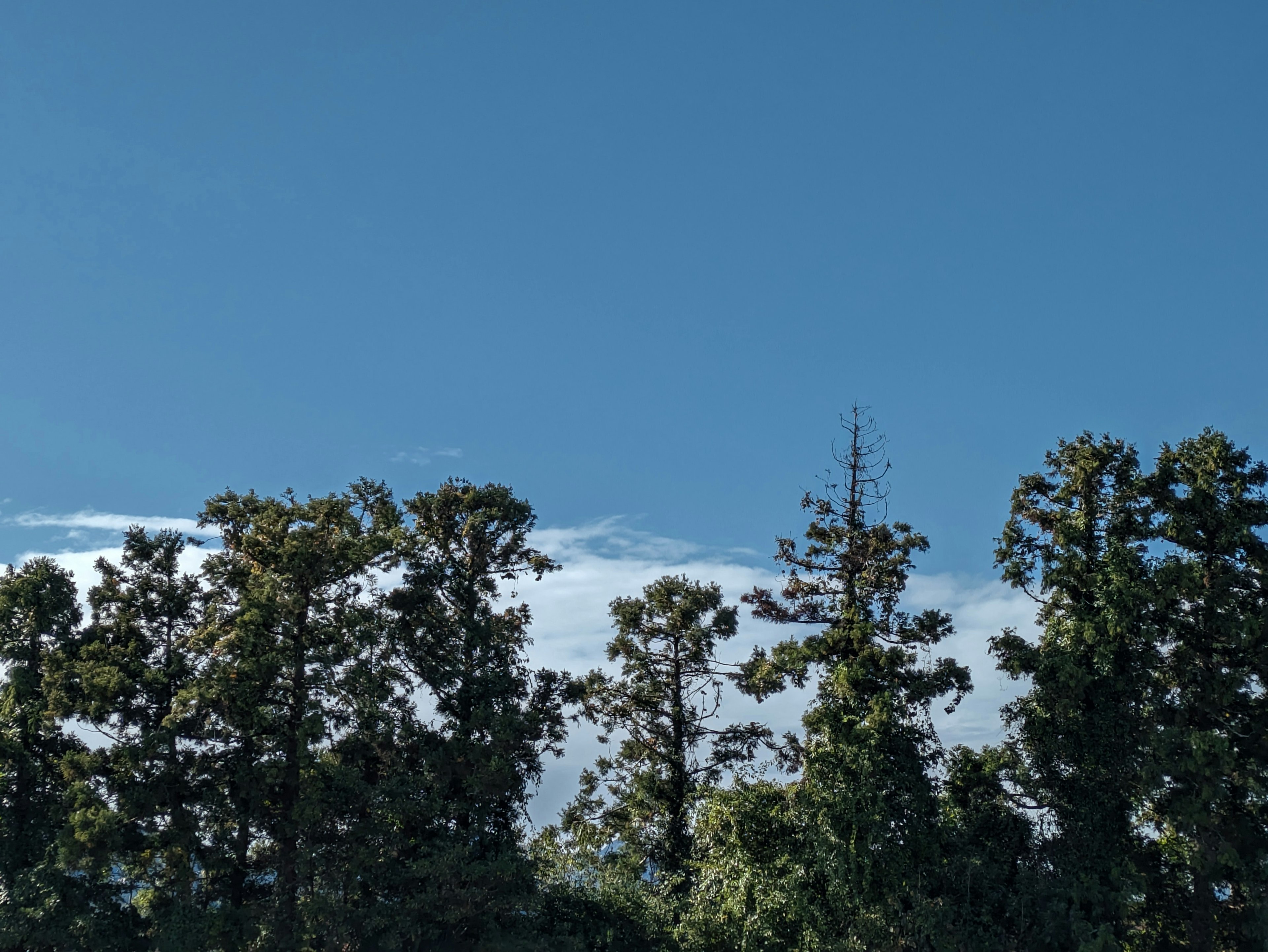 Klarer blauer Himmel mit grünen Bäumen