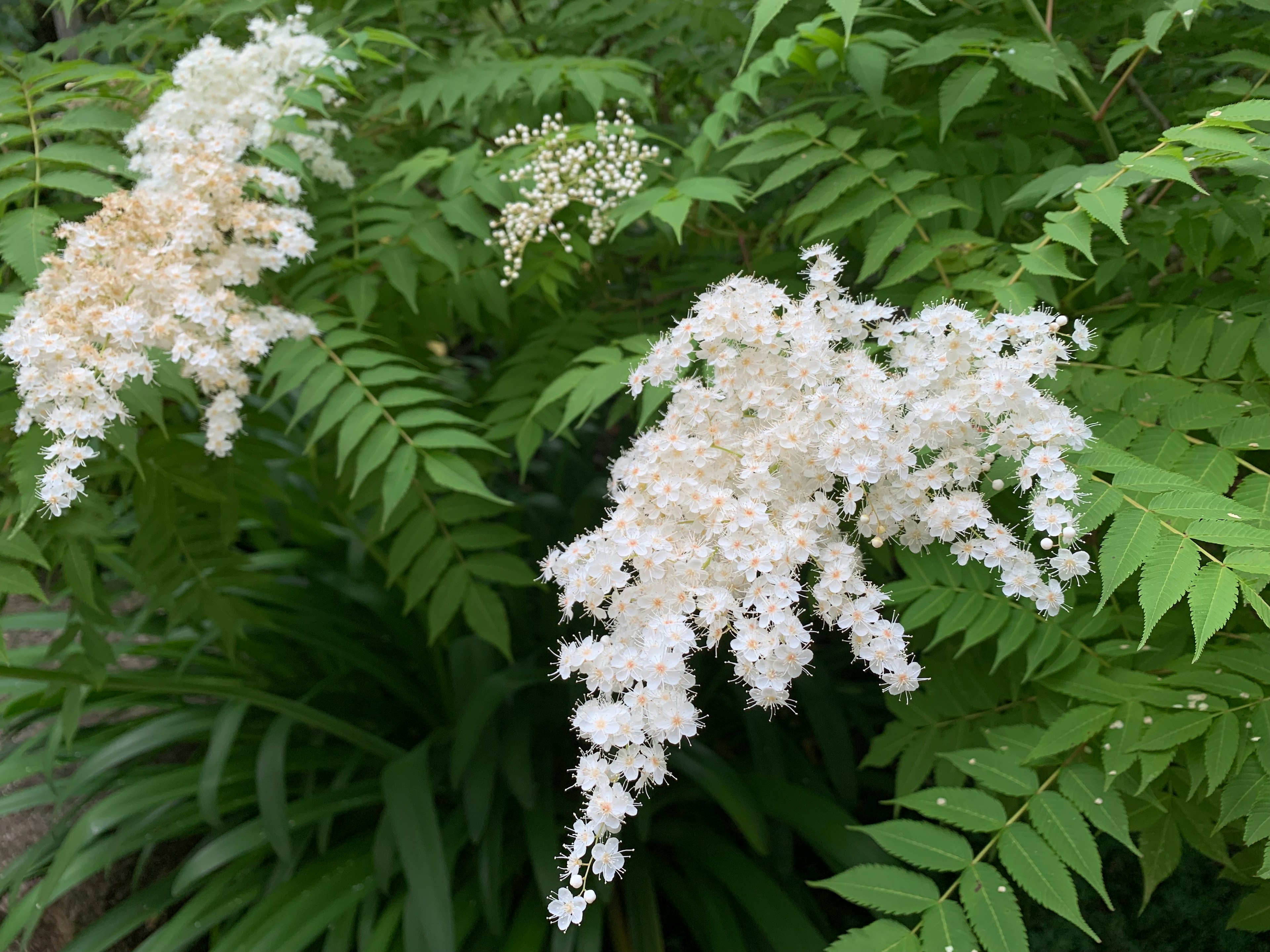 白い花が咲く植物のクローズアップ 緑の葉の背景