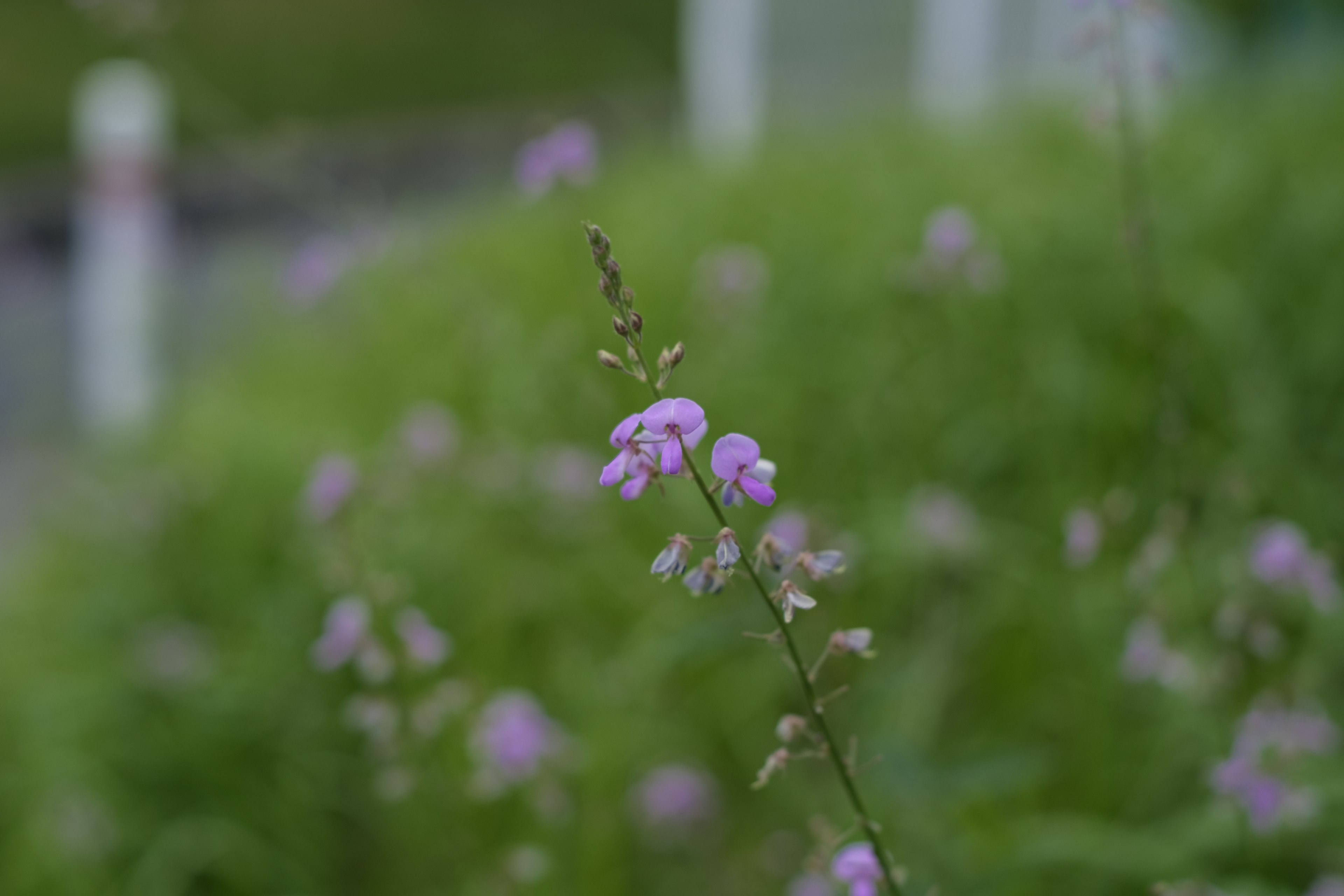 A landscape with small purple flowers blooming against a green background