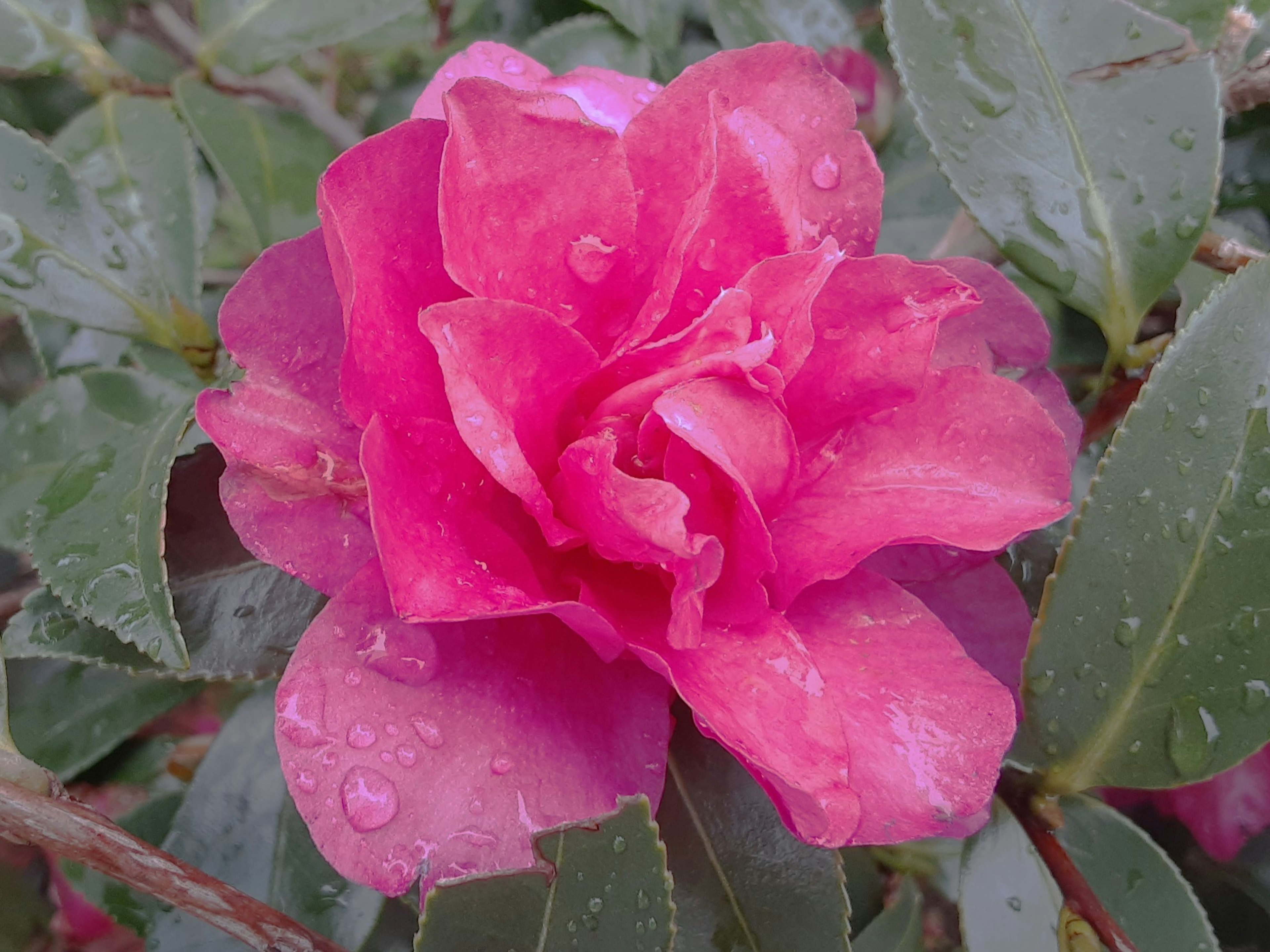 雨に濡れた鮮やかなピンクのカメリアの花と緑の葉