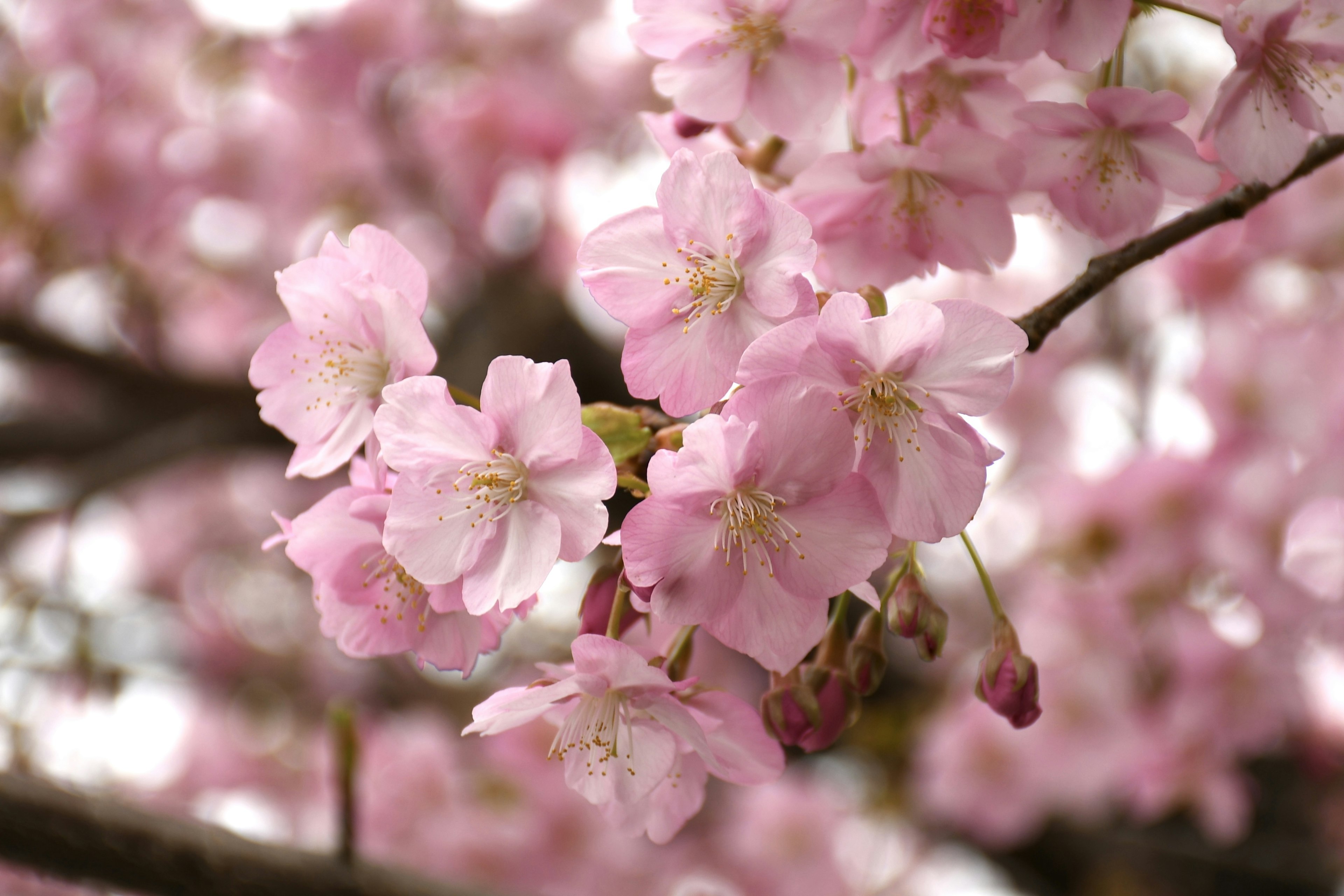 淡いピンクの桜の花が満開の枝に咲いている様子