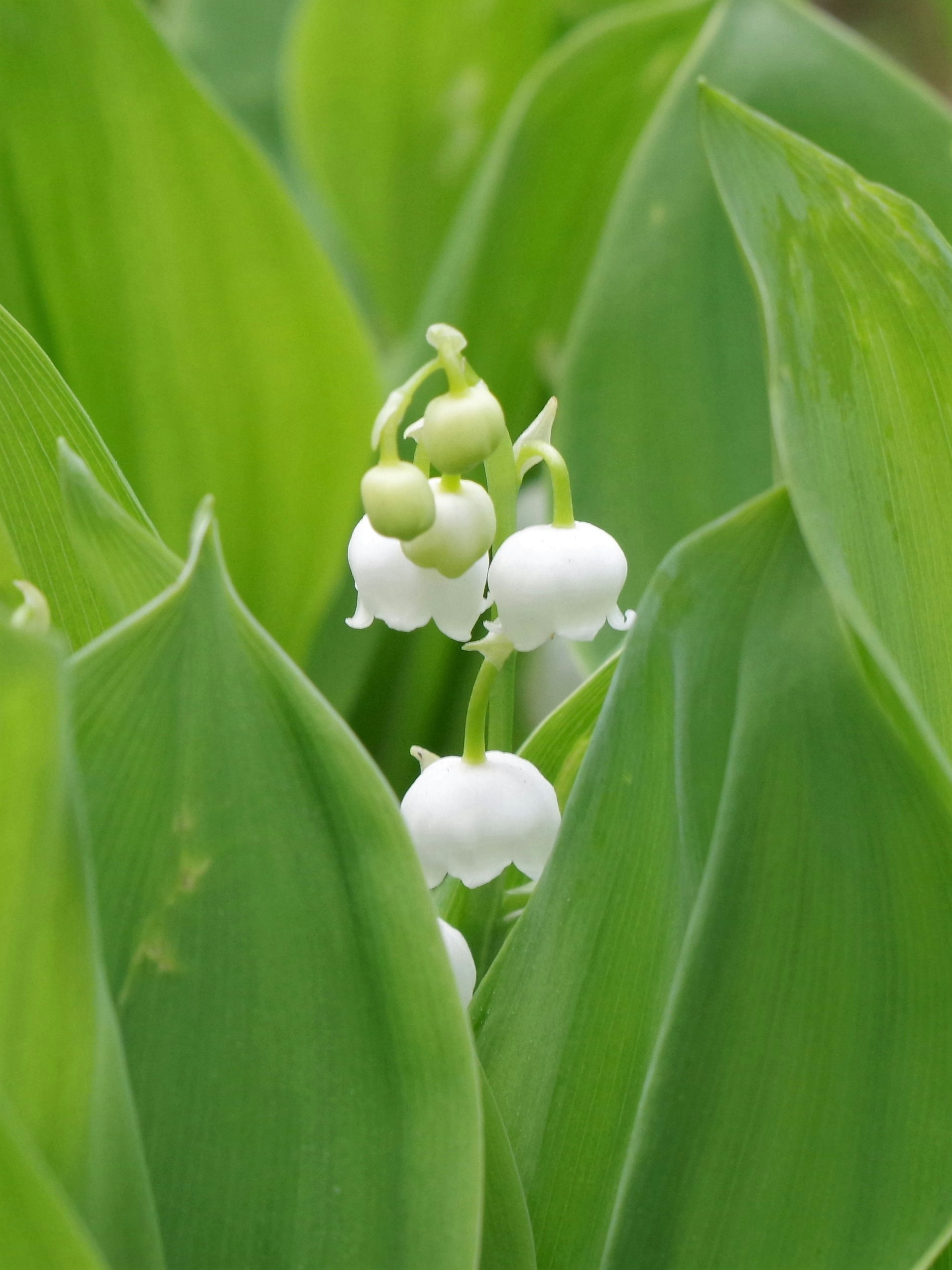 白いスズランの花が緑の葉に囲まれている