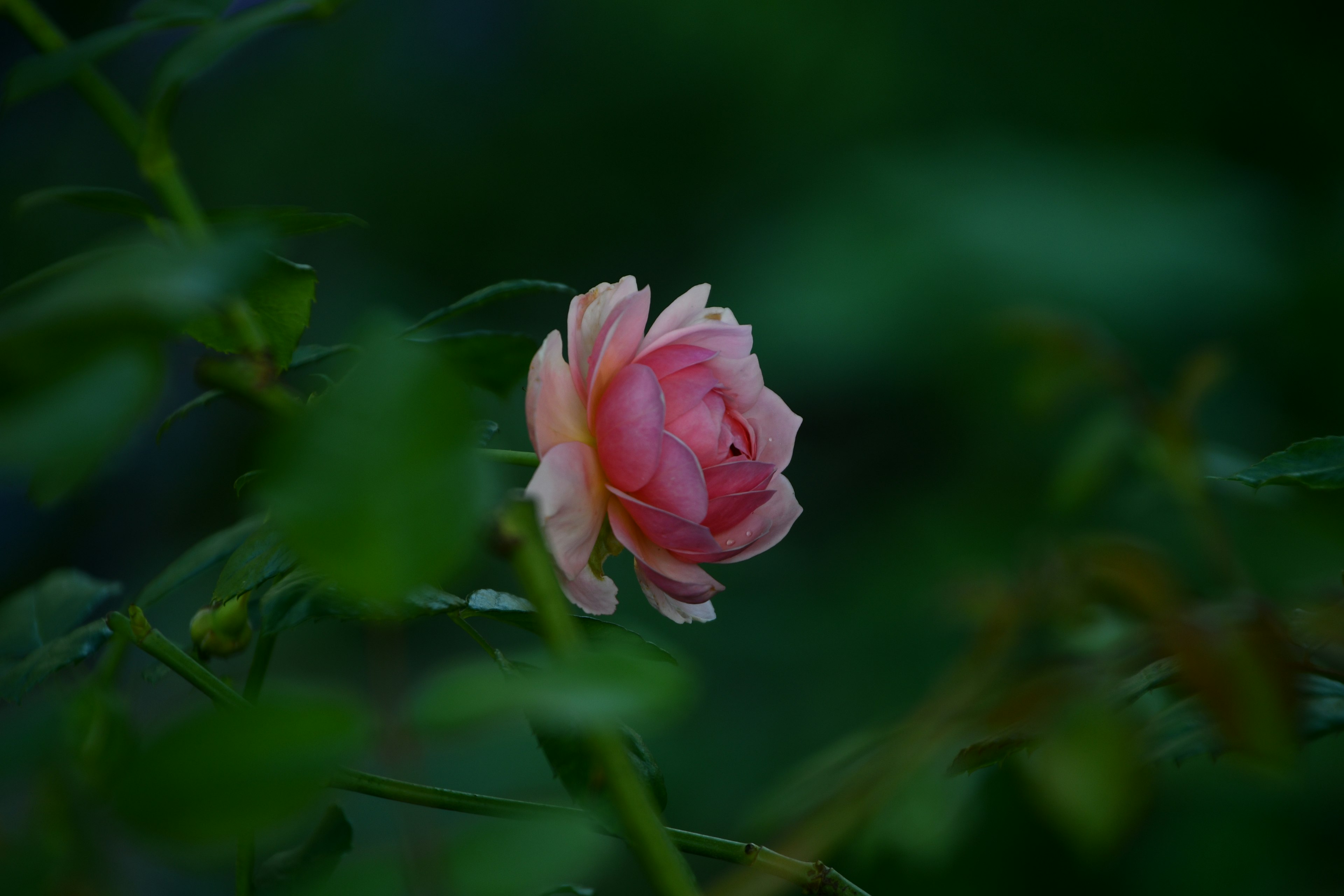 Eine zarte rosa Rose blüht zwischen grünen Blättern