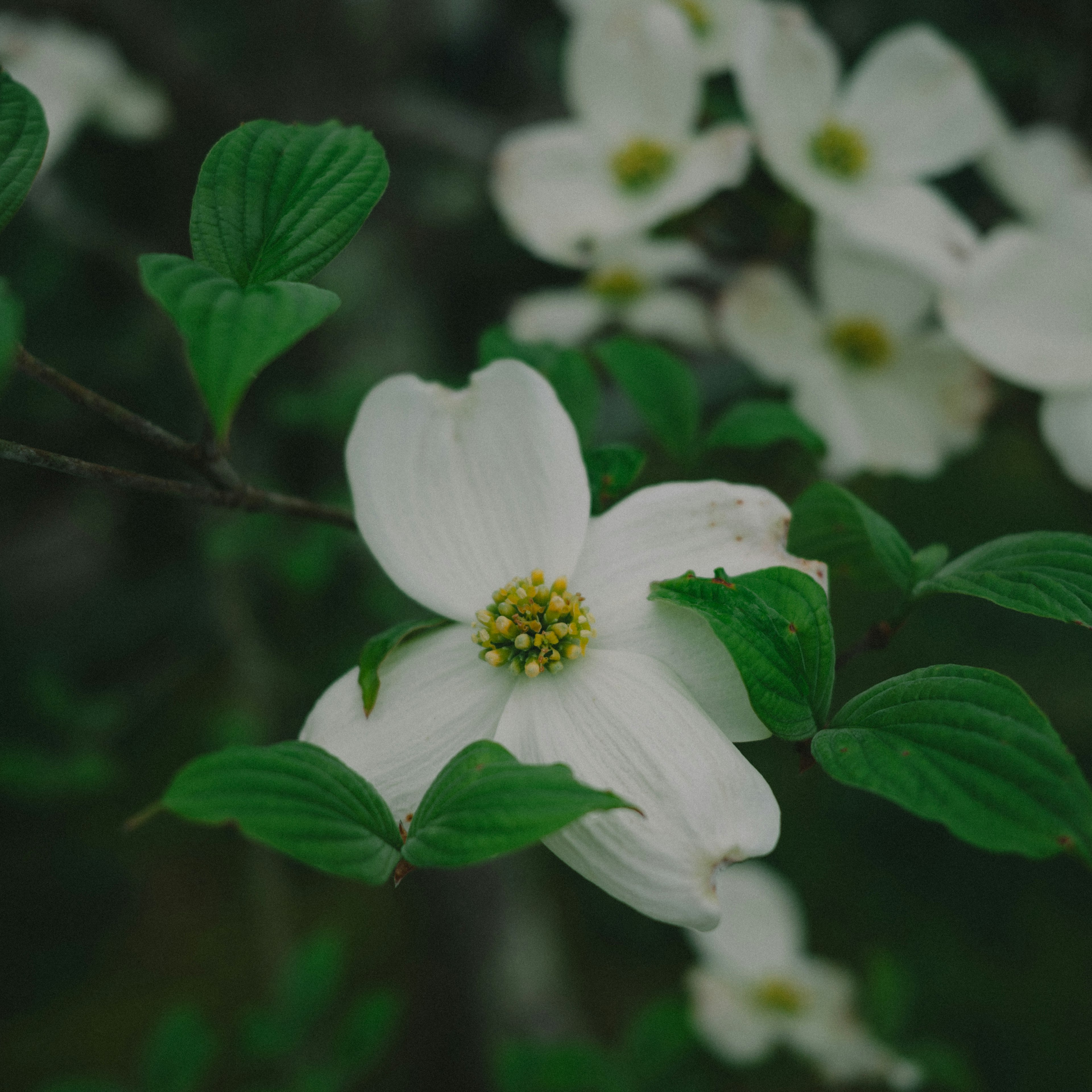 Primo piano di un ramo con fiori bianchi e foglie verdi