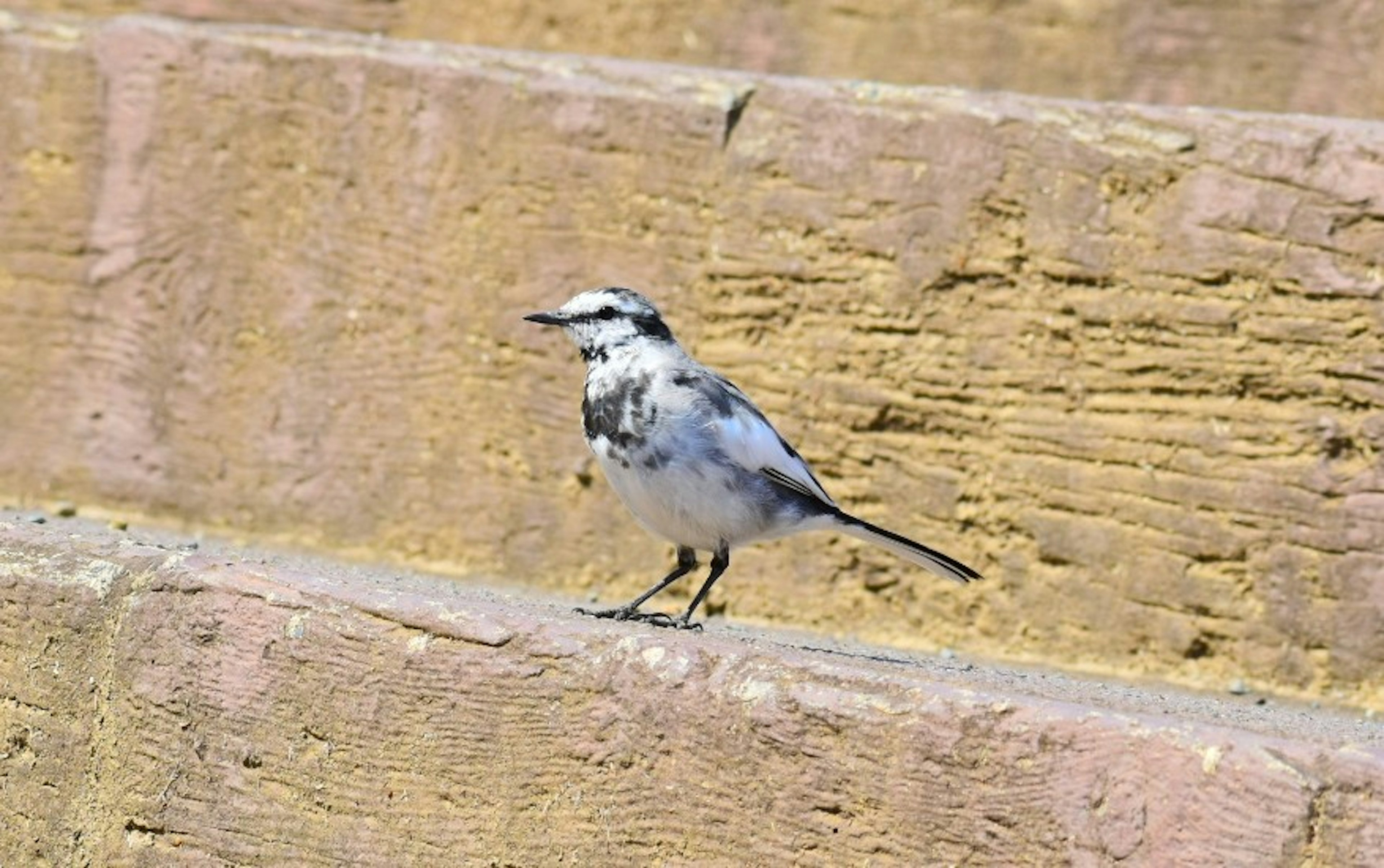 Ein kleiner grauer Vogel steht auf einer Treppe