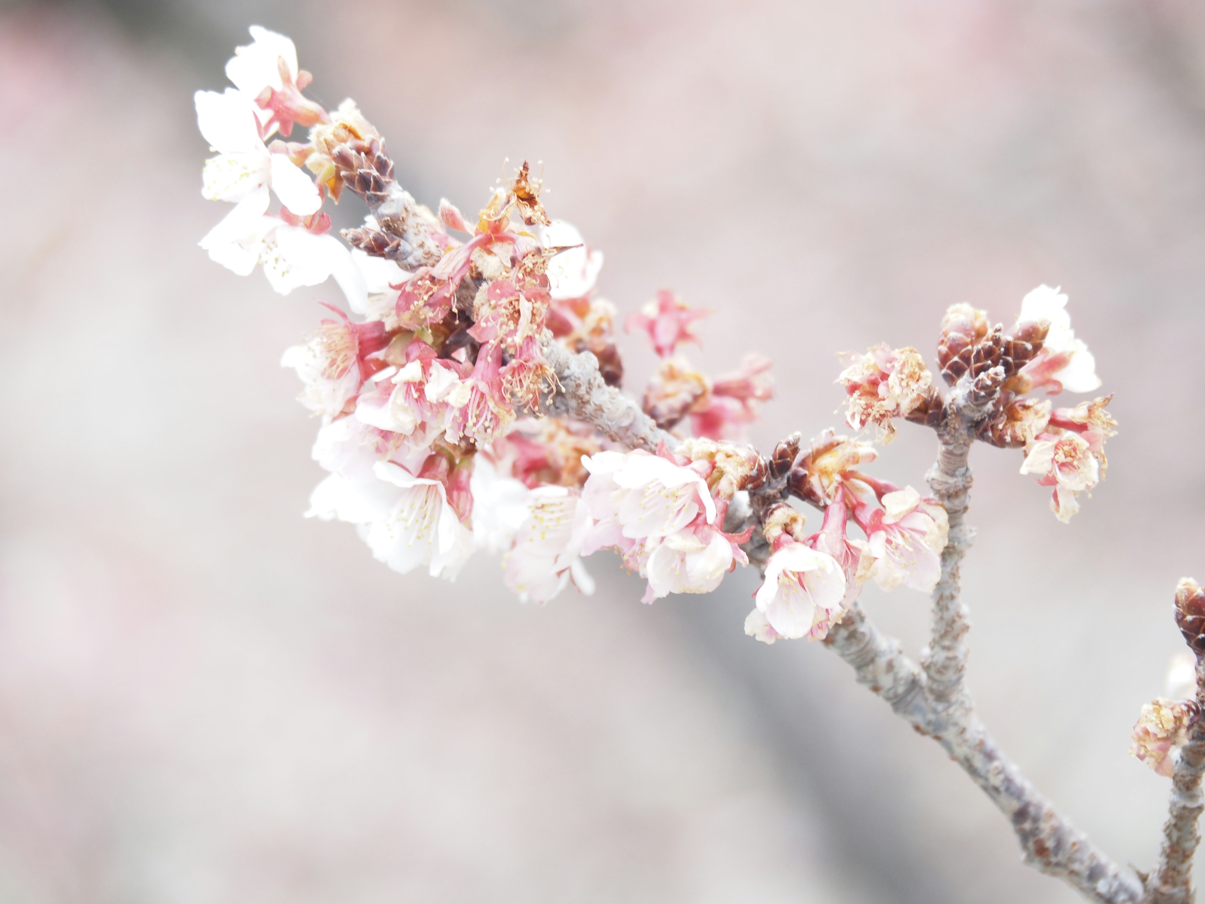 Primer plano de flores de cerezo en una rama con un fondo de colores suaves