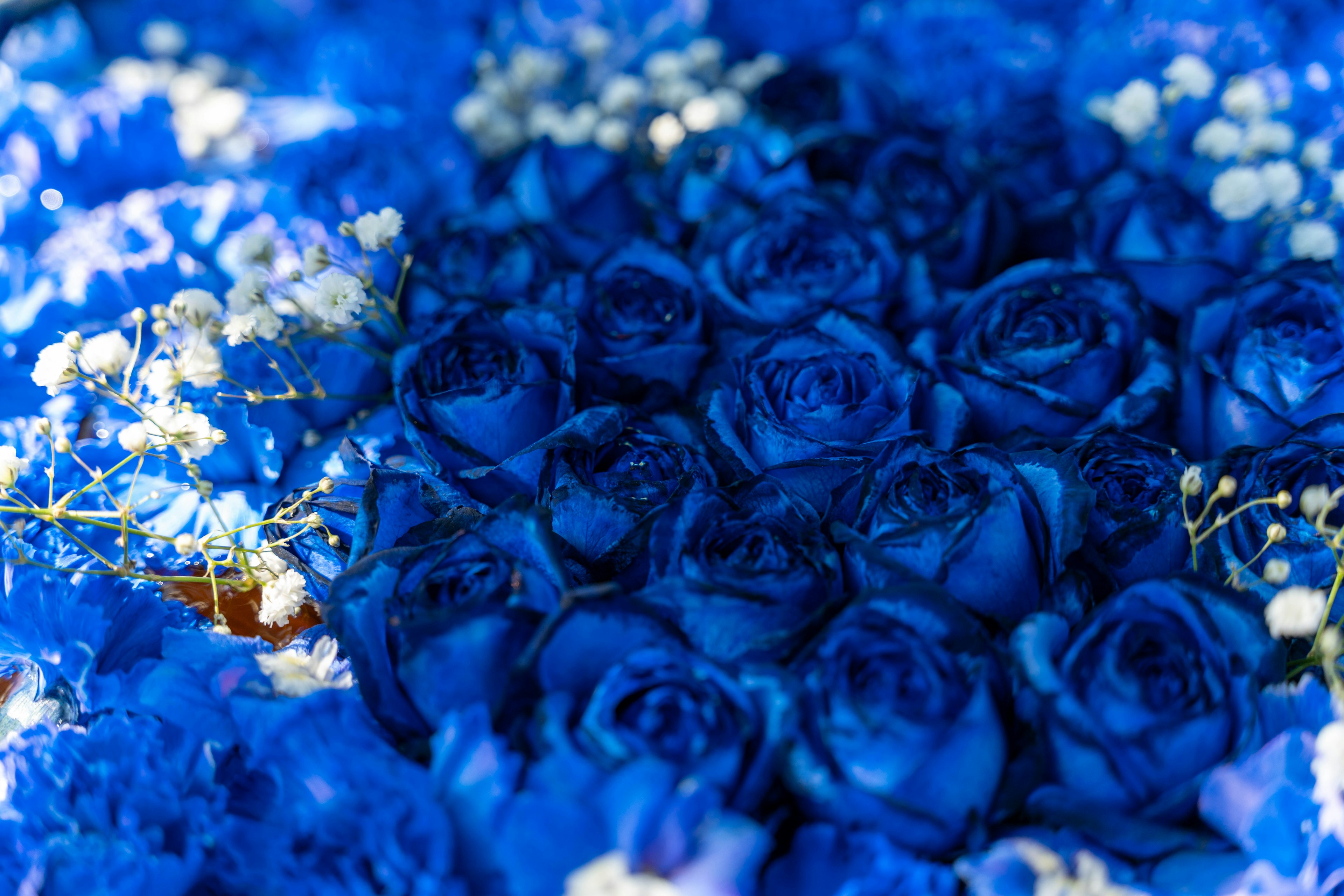 Hermoso arreglo de rosas azules y flores blancas