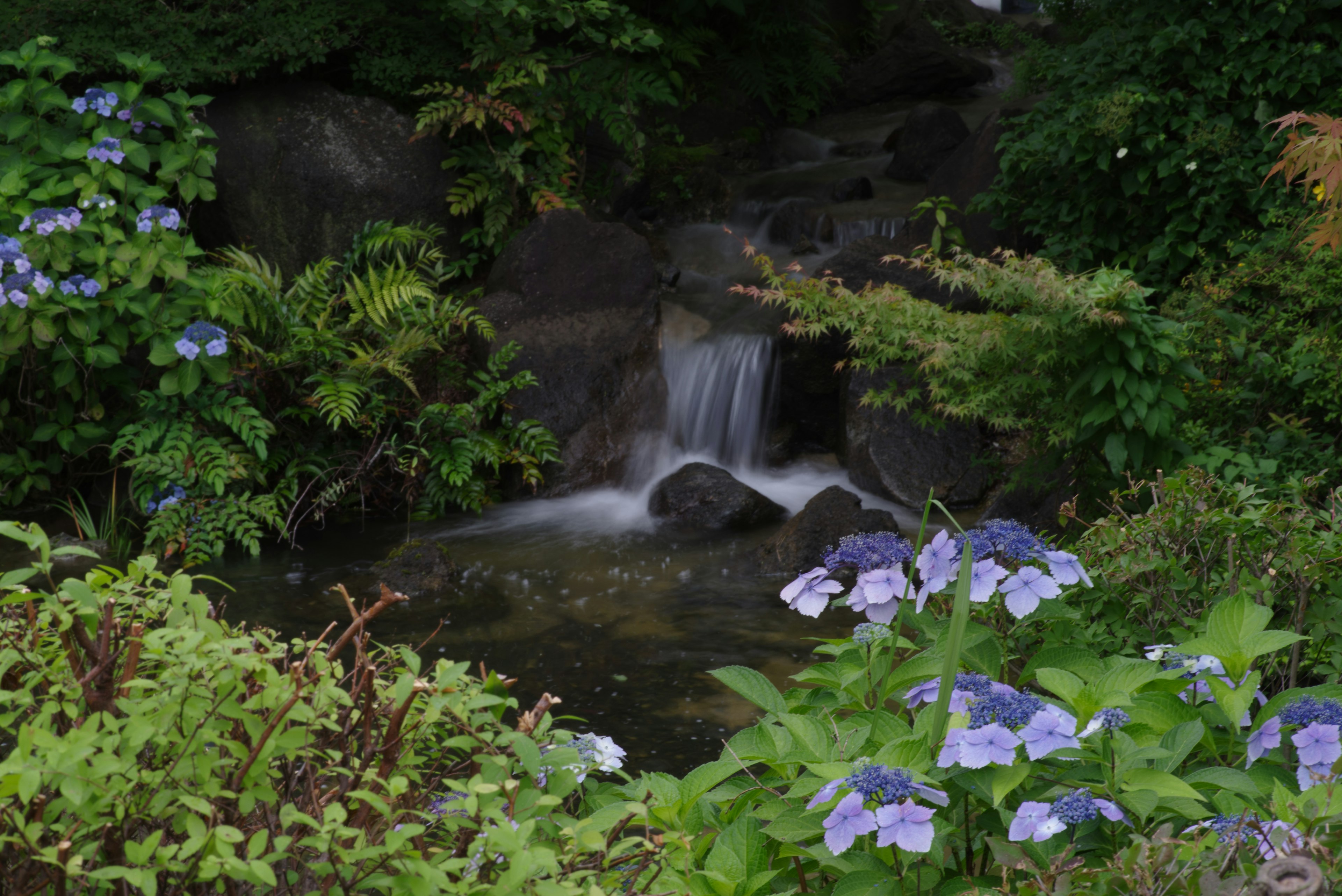 寧靜的花園場景，有小溪和繡球花