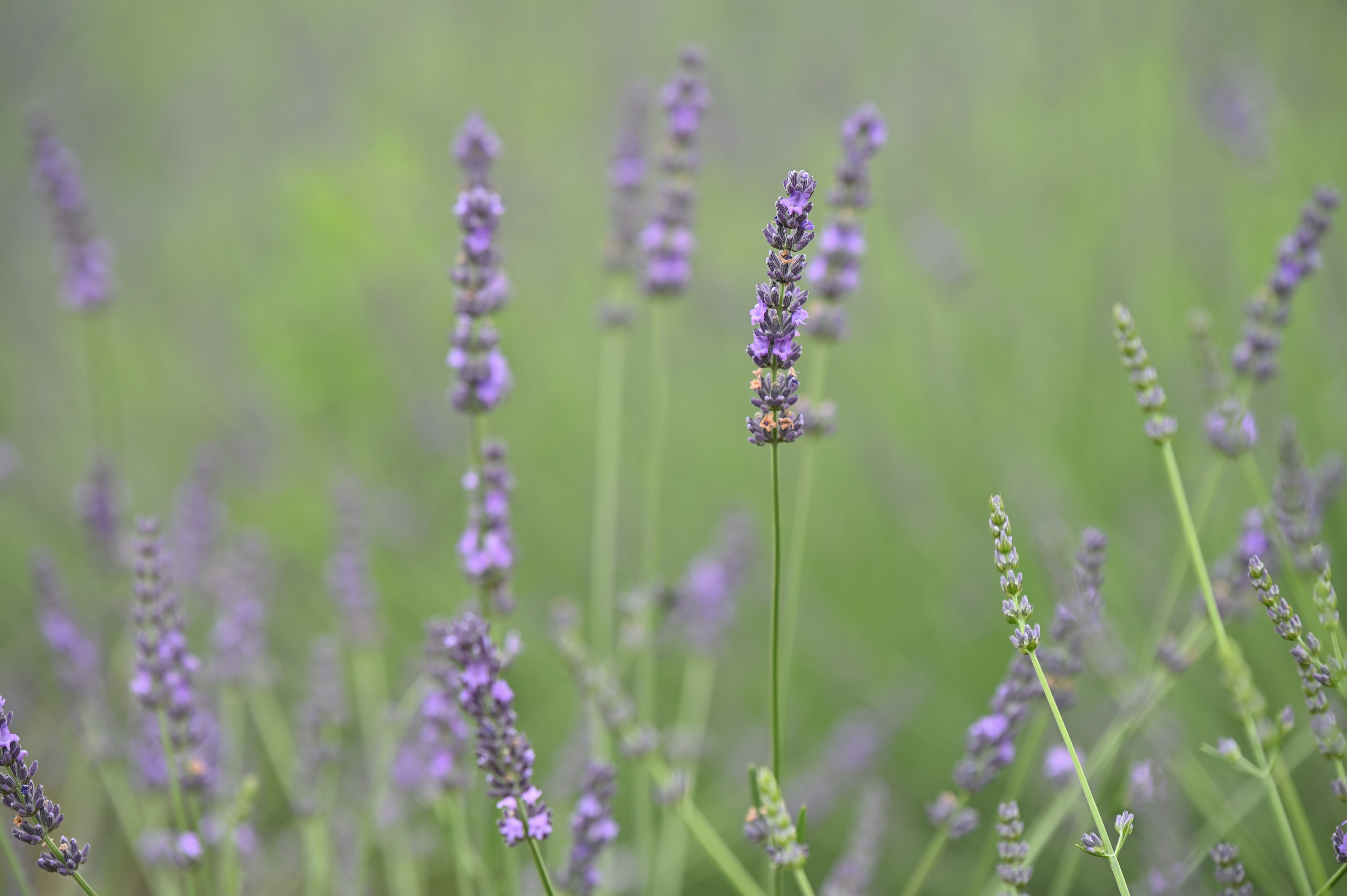 Fiori di lavanda viola su uno sfondo verde morbido