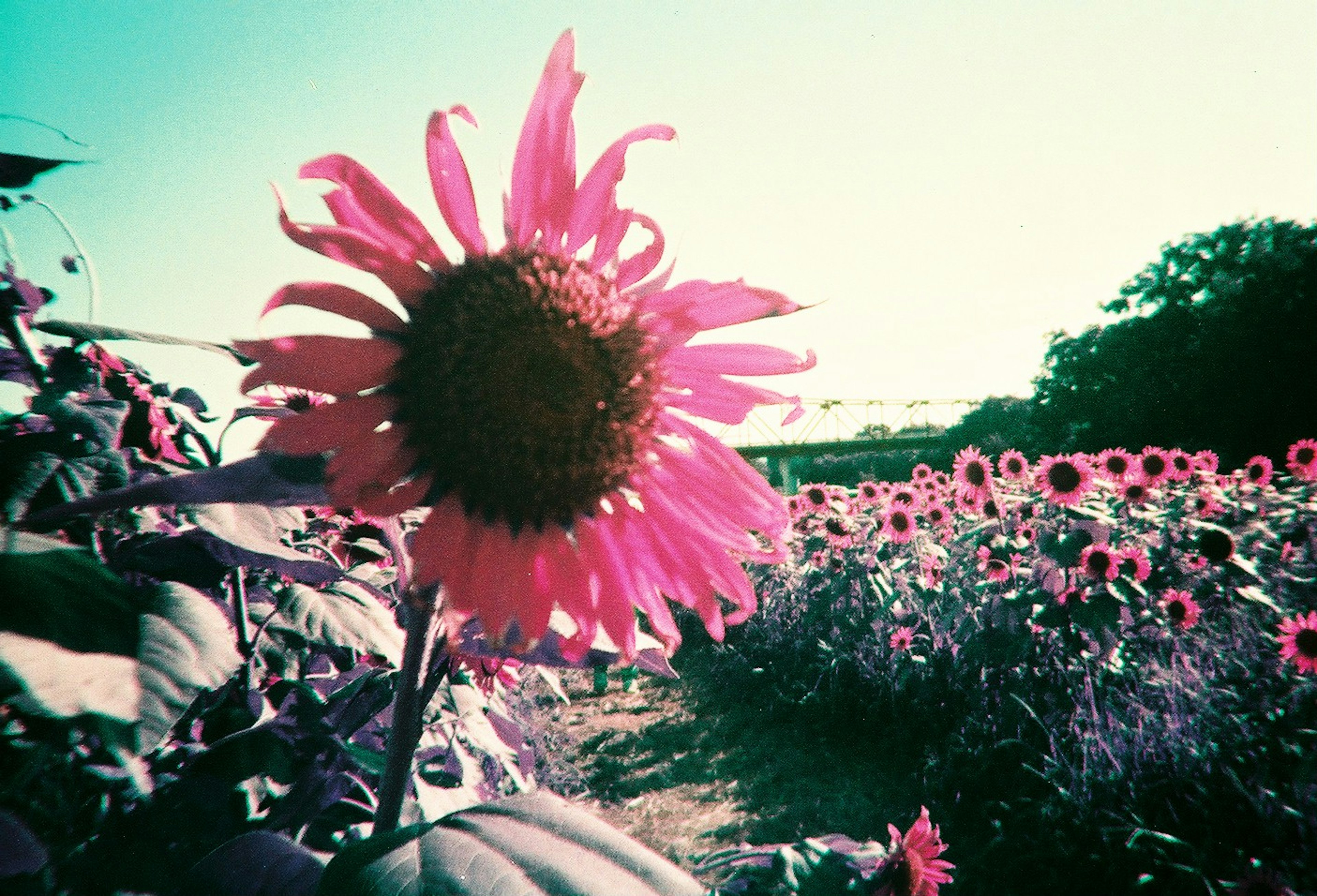 Girasol rosa vibrante en un campo de flores