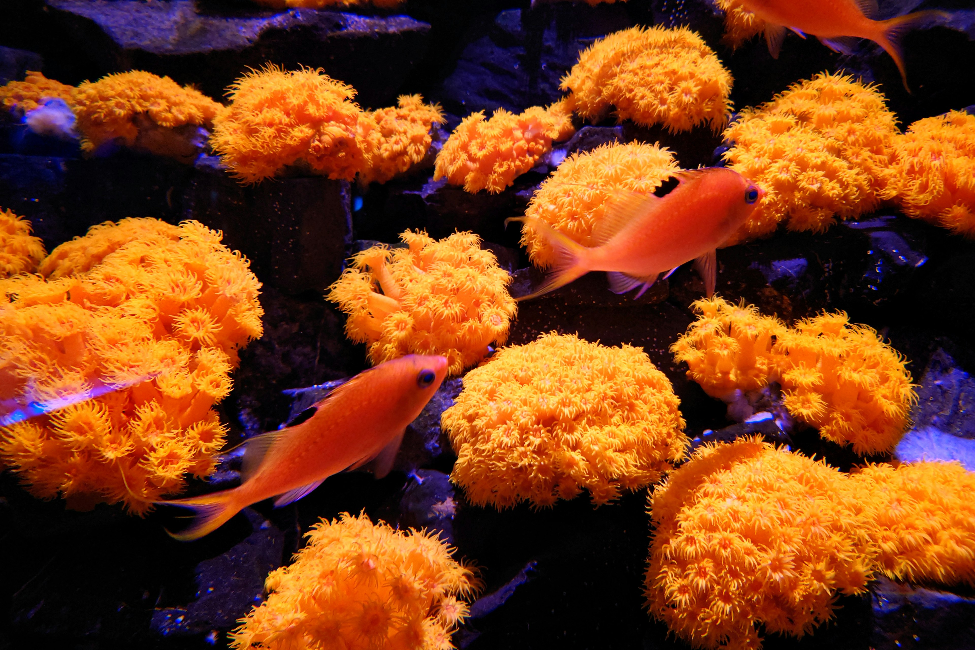 Unterwasserszene mit orangefarbenem Korallen und schwimmenden roten Fischen