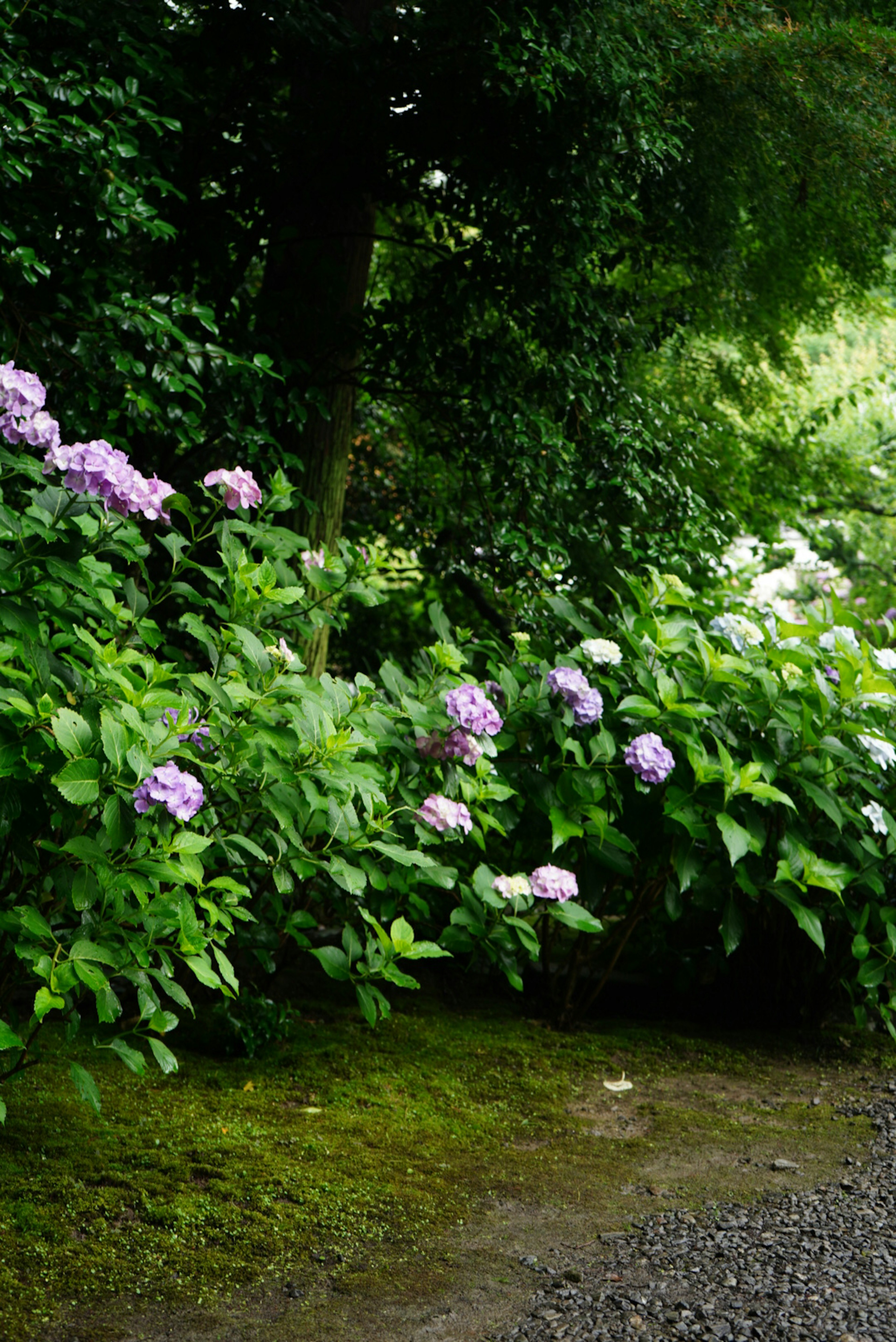 Eine üppige Gartenlandschaft mit blühenden lila und weißen Hortensien