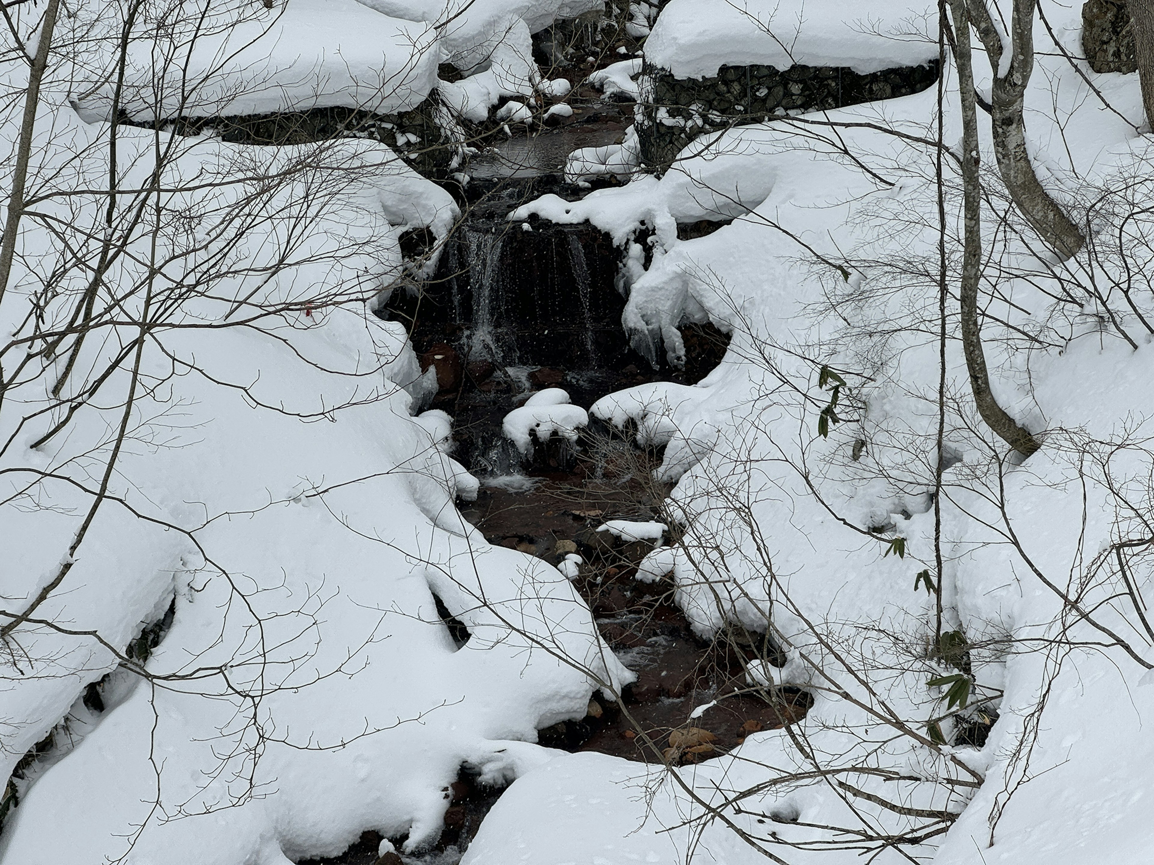 Ruscello coperto di neve che scorre tra gli alberi