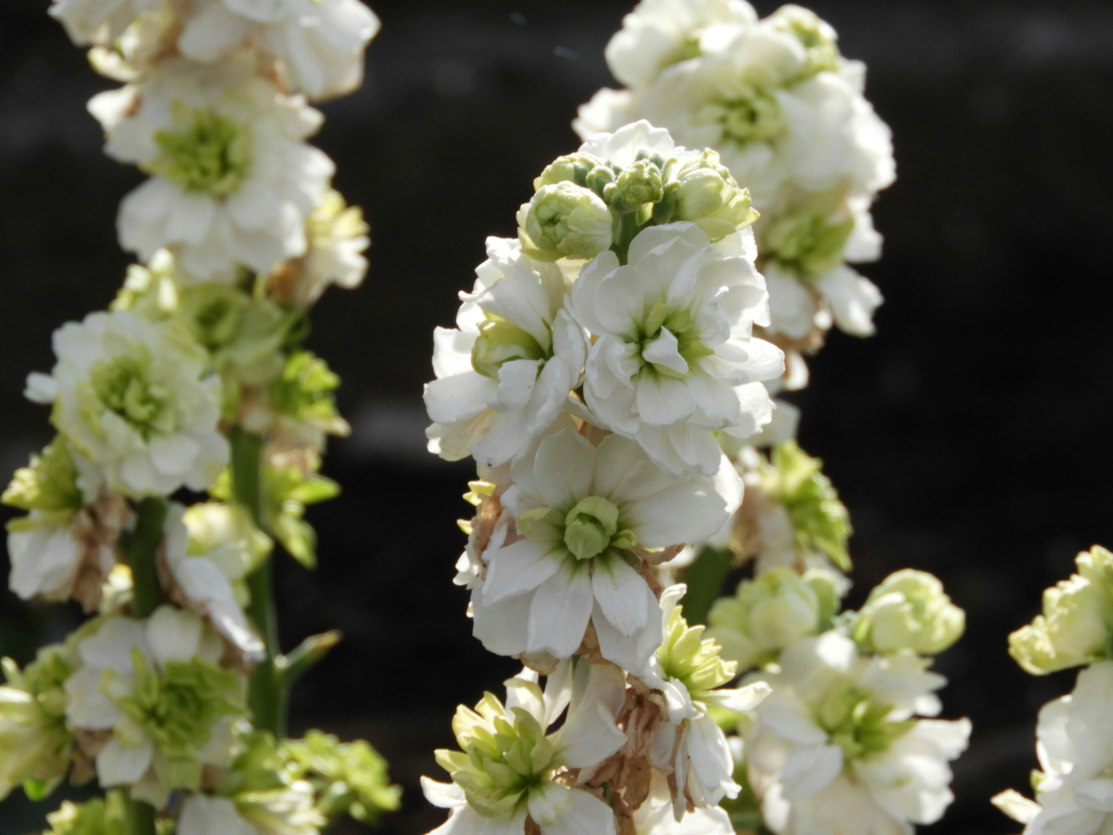 白い花が咲く植物のクローズアップ