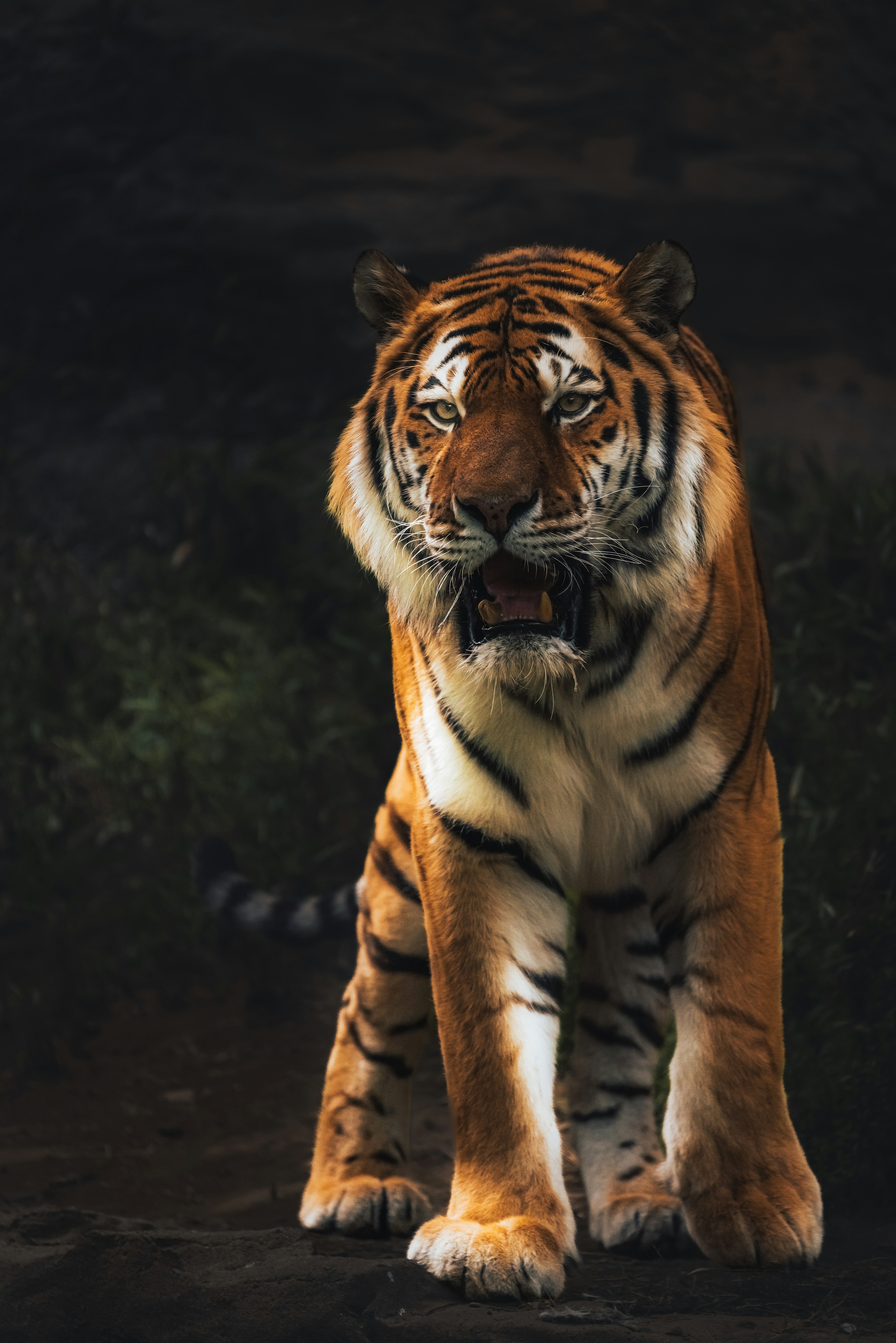 Ein auffälliger orangefarbener Tiger steht vor einem dunklen Hintergrund