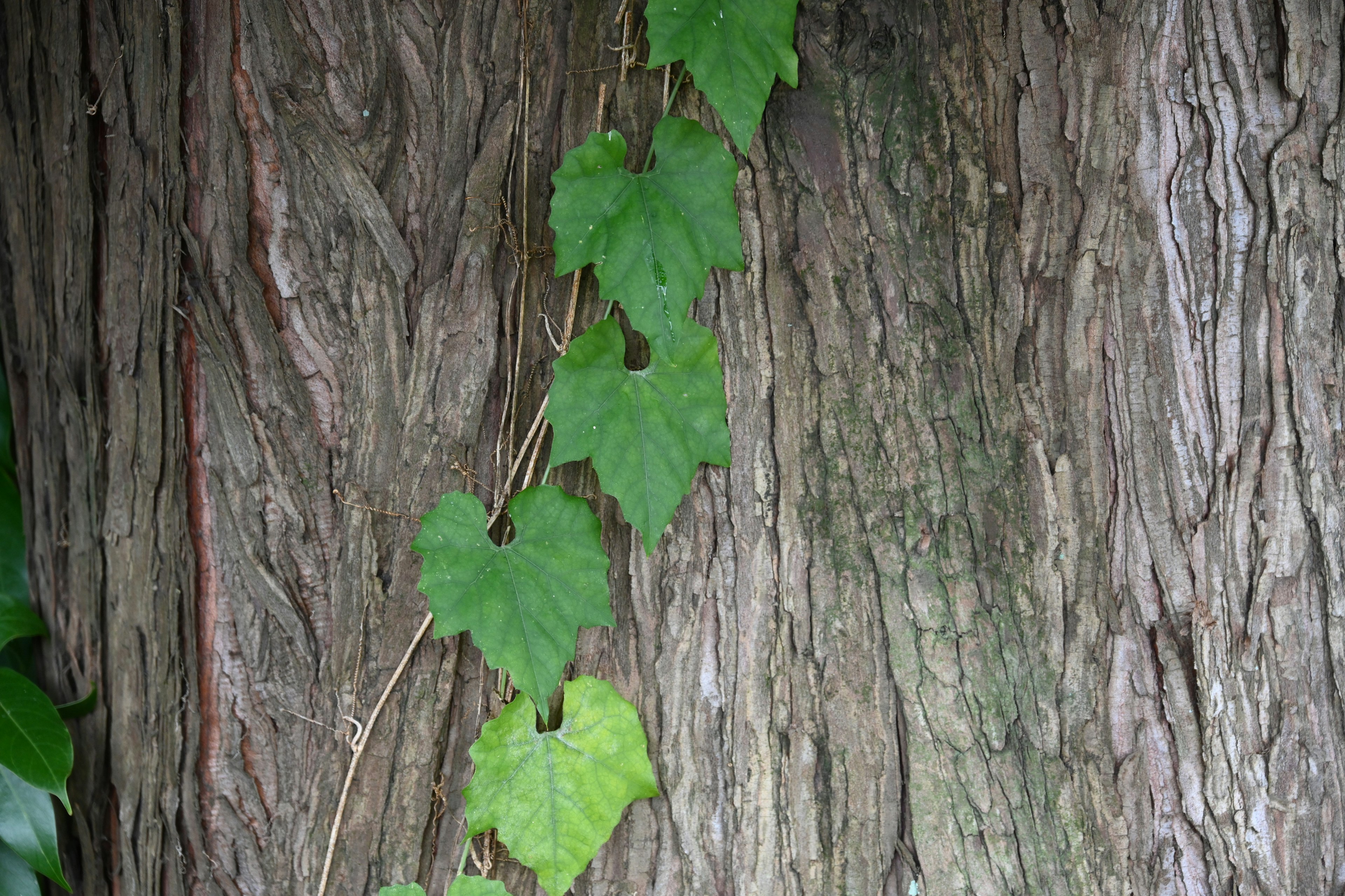 Feuilles vertes grimpant sur un tronc d'arbre