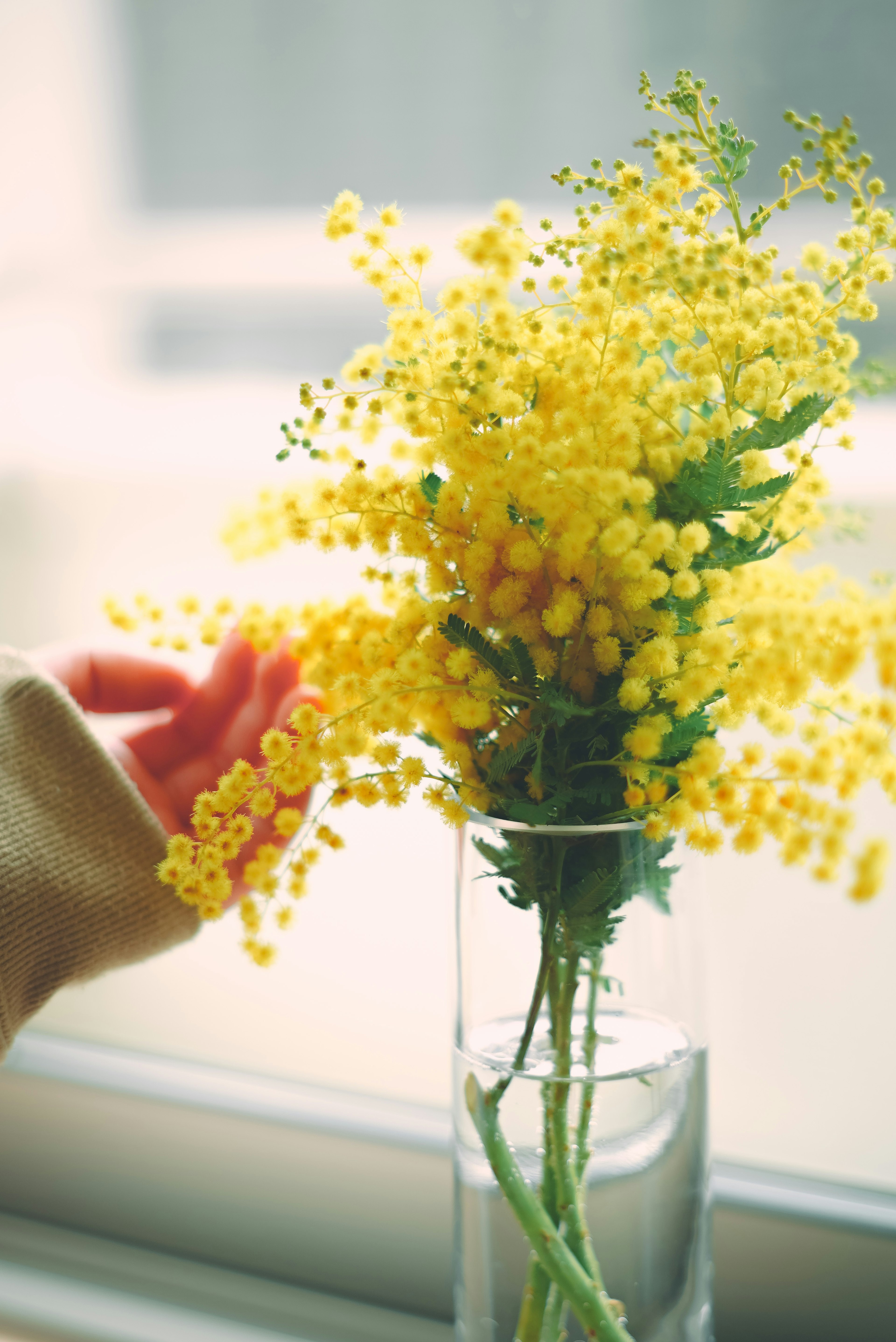 黄色いミモザの花束がガラスの花瓶に生けられている手が近くにある