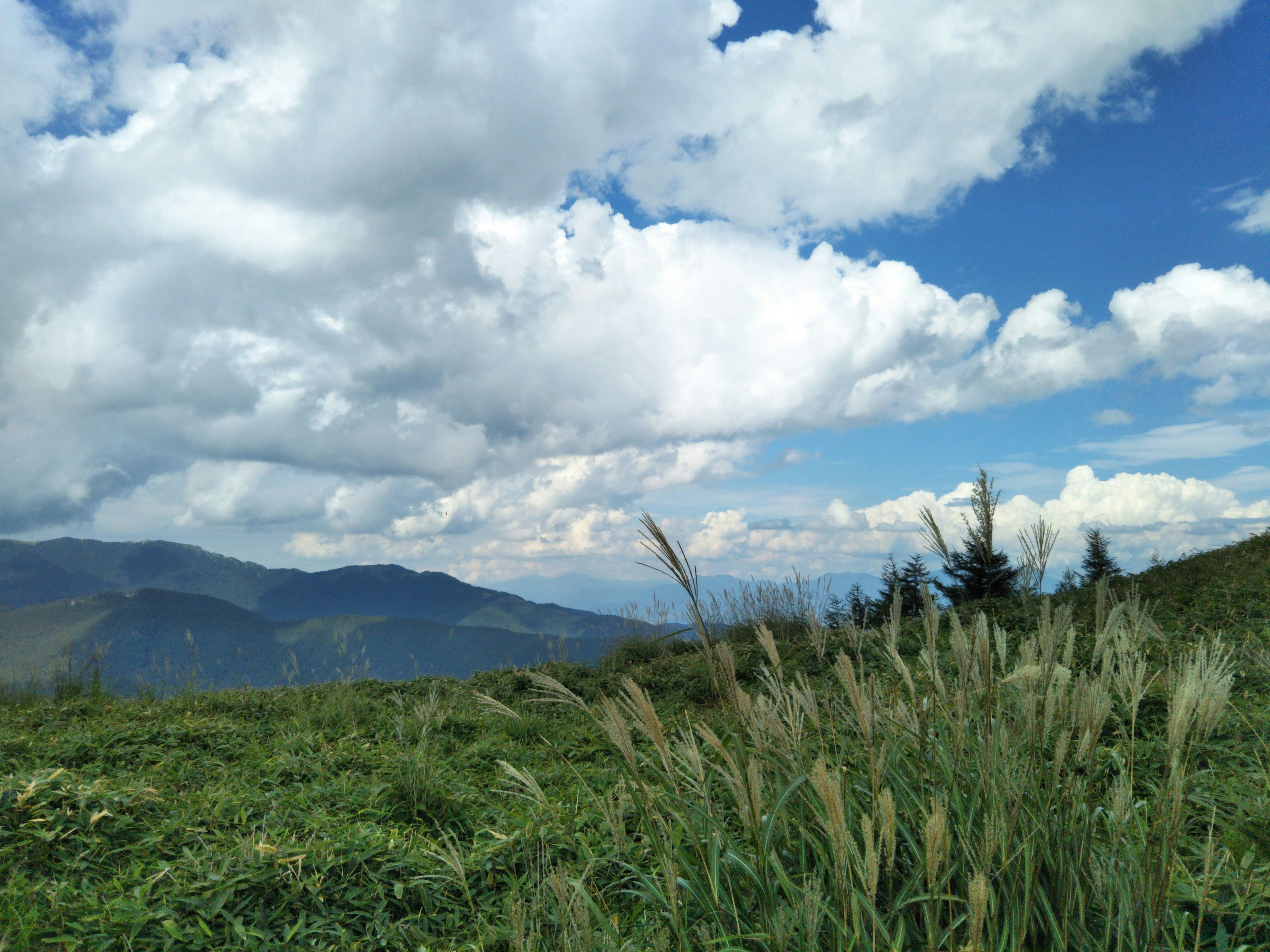 Padang rumput hijau subur dengan langit biru dan awan putih