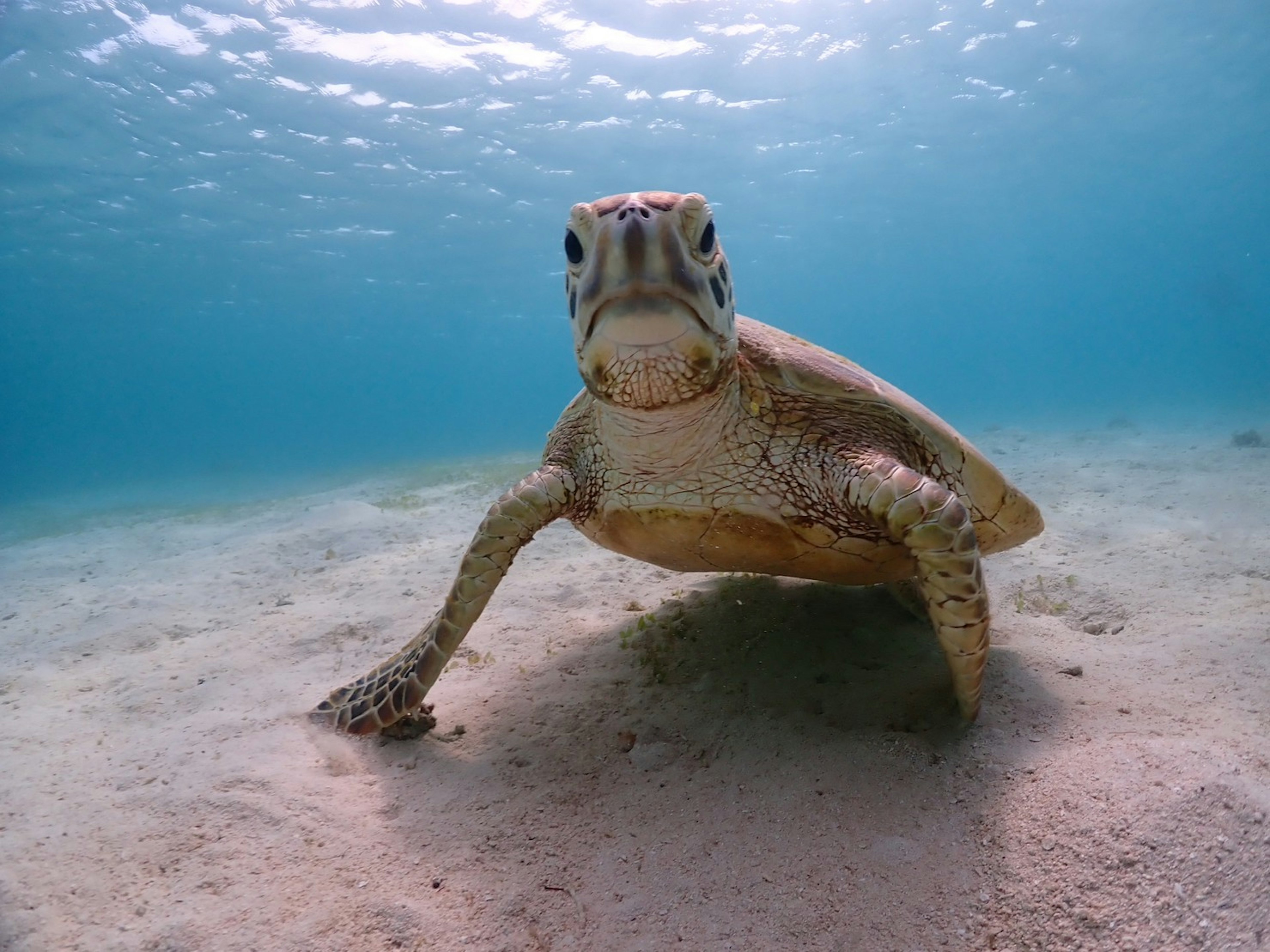 A sea turtle looking directly at the camera underwater