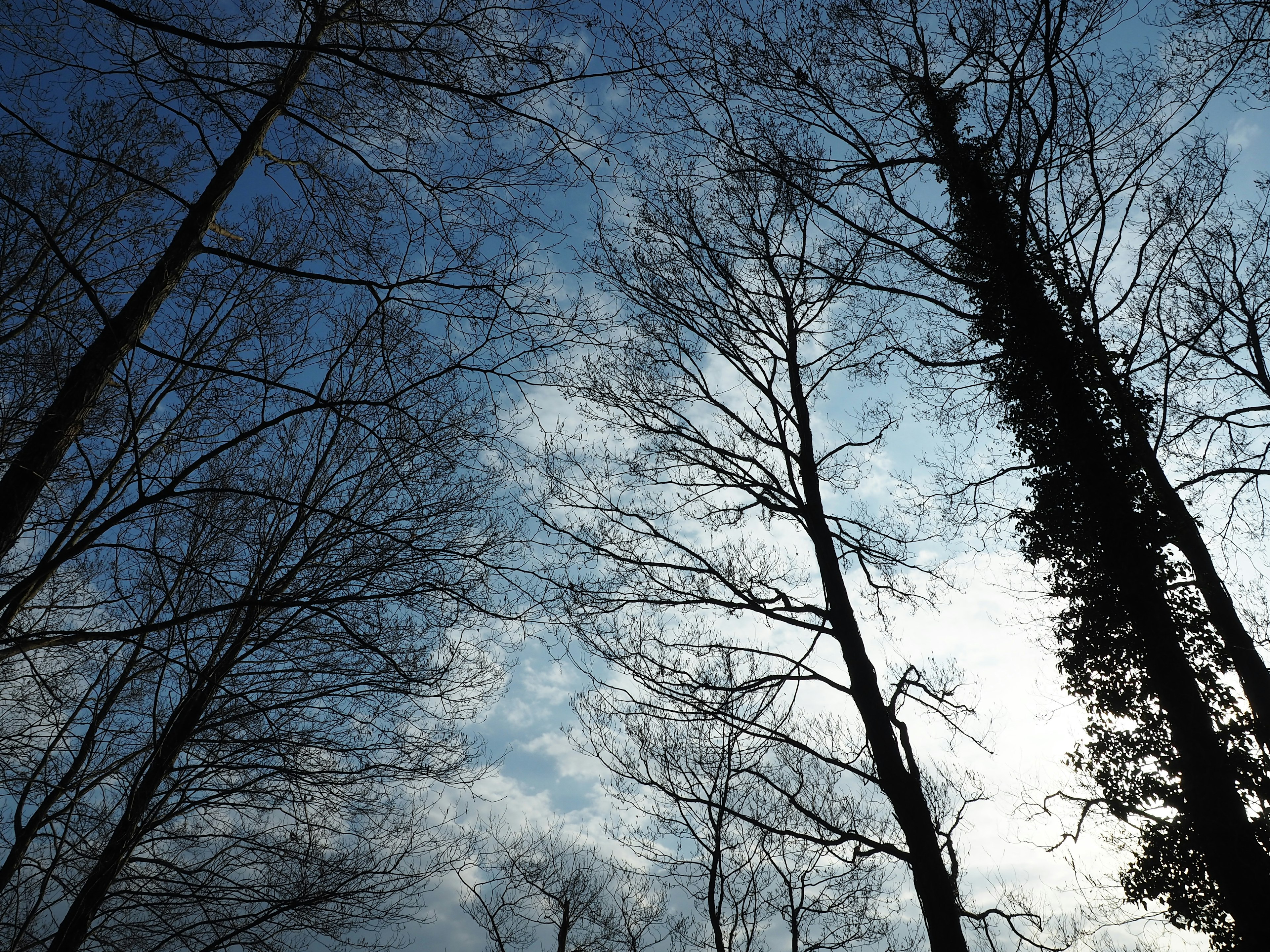 Silhouettes of slender trees against a blue sky