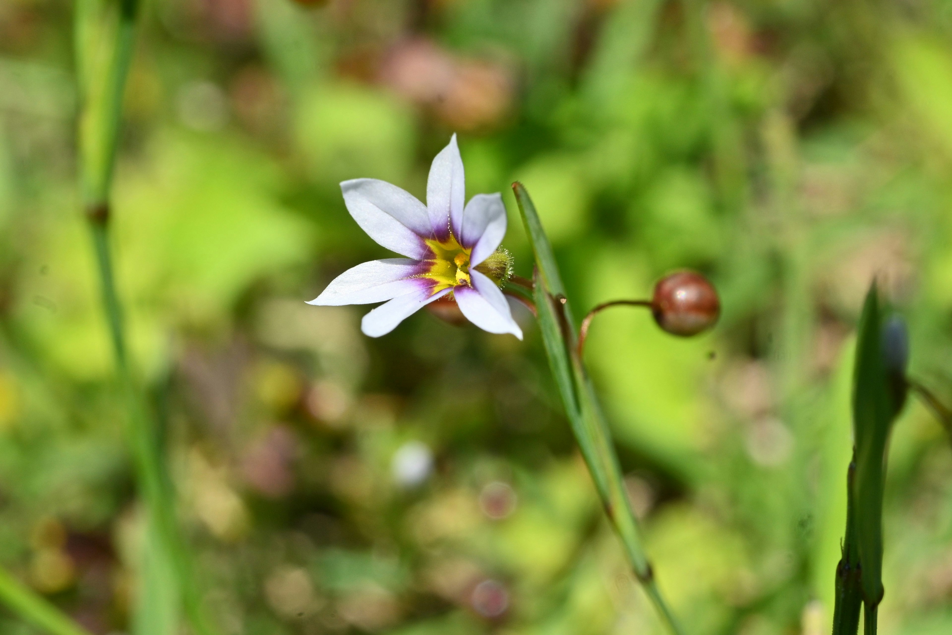 Pequeña flor blanca con un centro amarillo rodeada de follaje verde y una pequeña fruta cercana