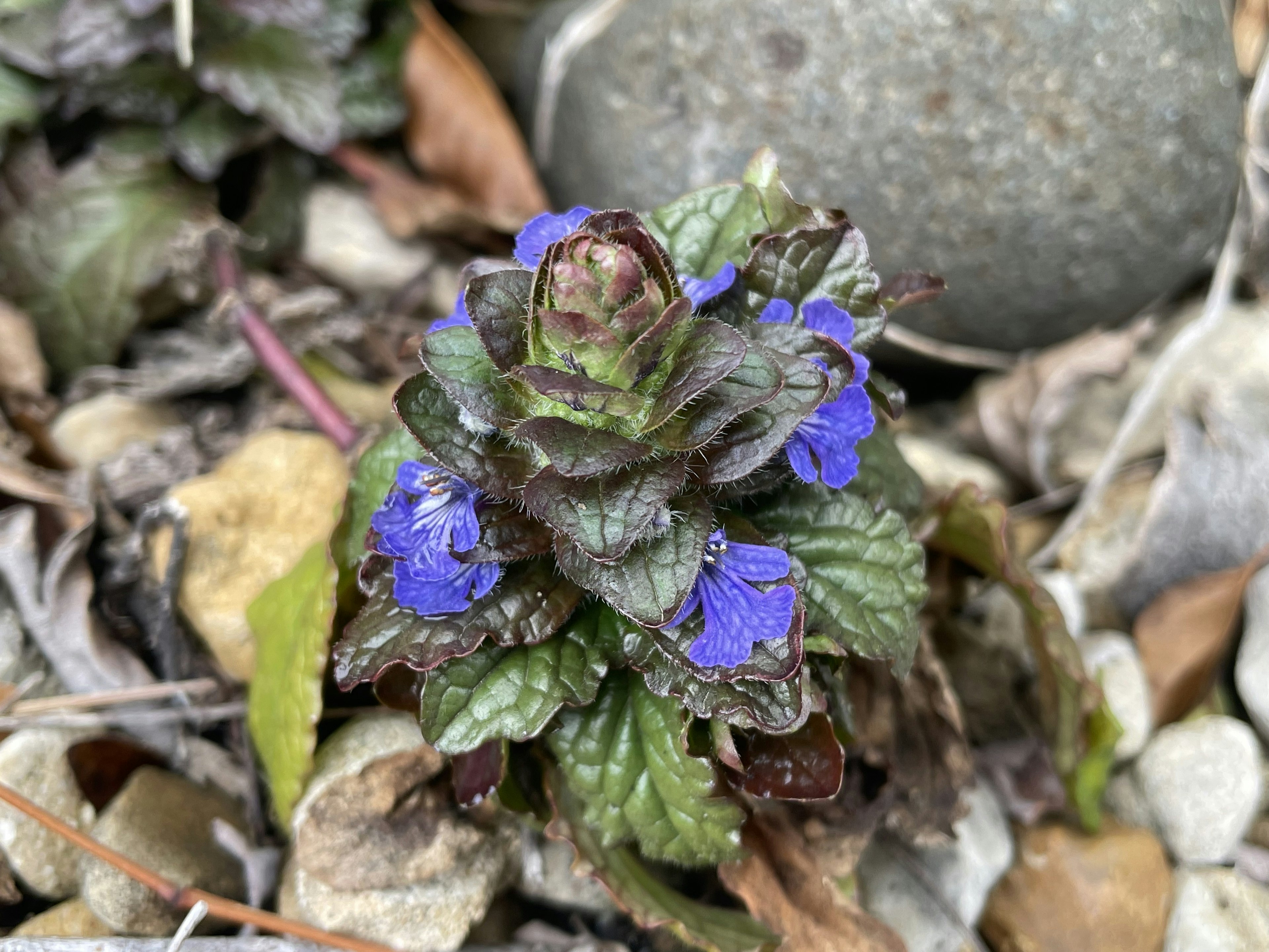 Pequeña planta verde con flores moradas que crece entre piedras