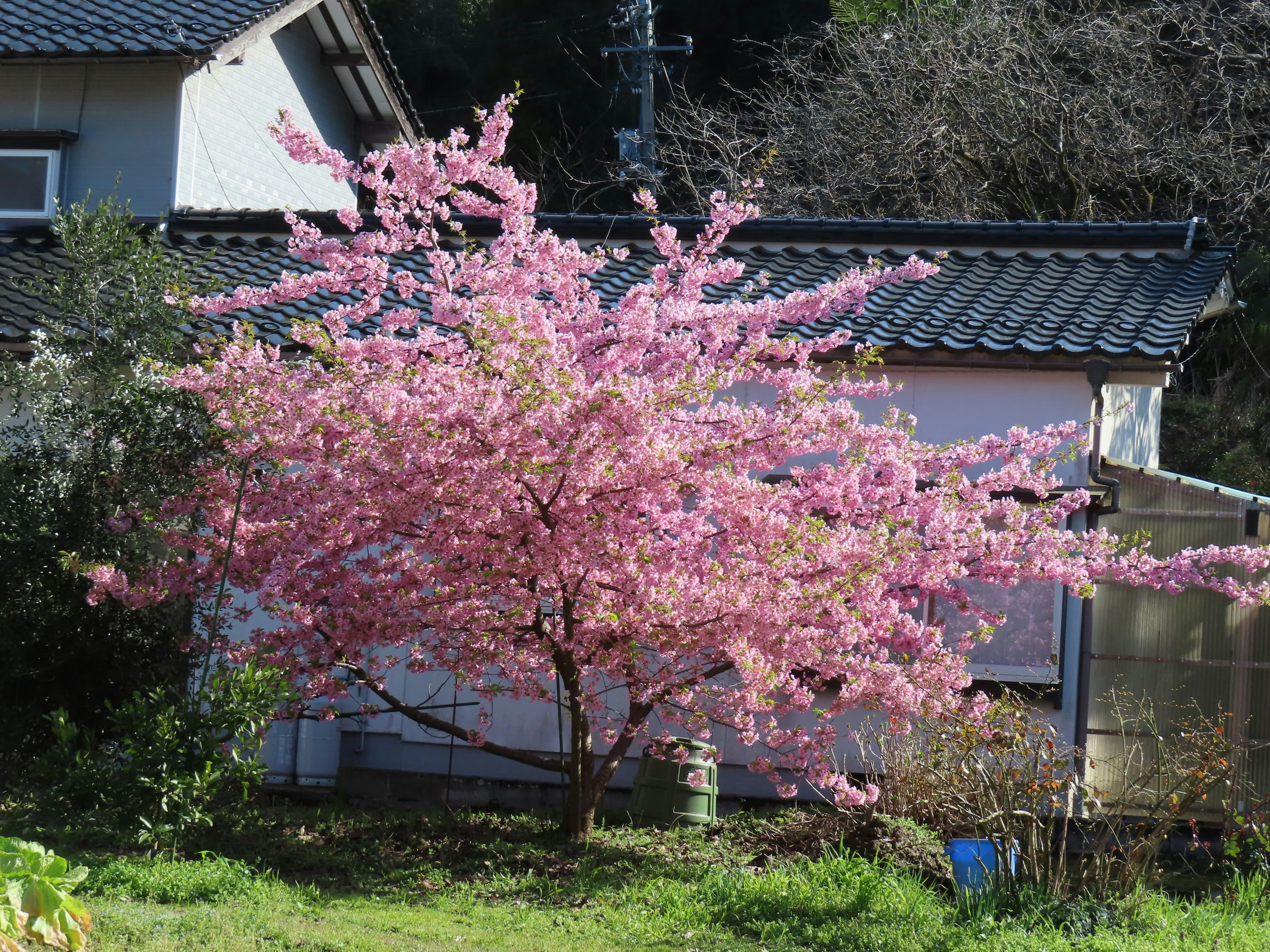 A blooming cherry tree with vibrant pink flowers in a garden