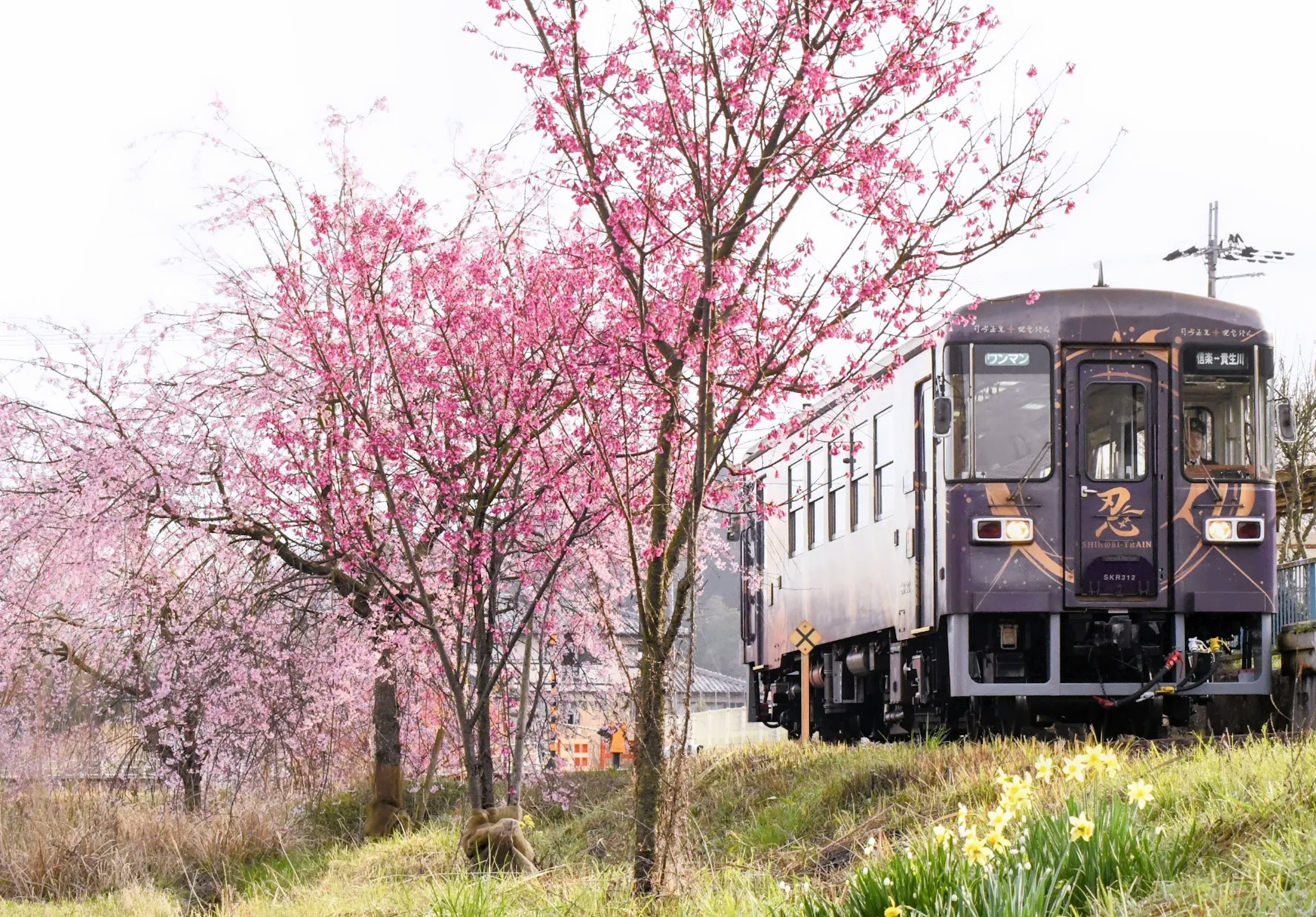 Train passant devant des cerisiers en fleurs