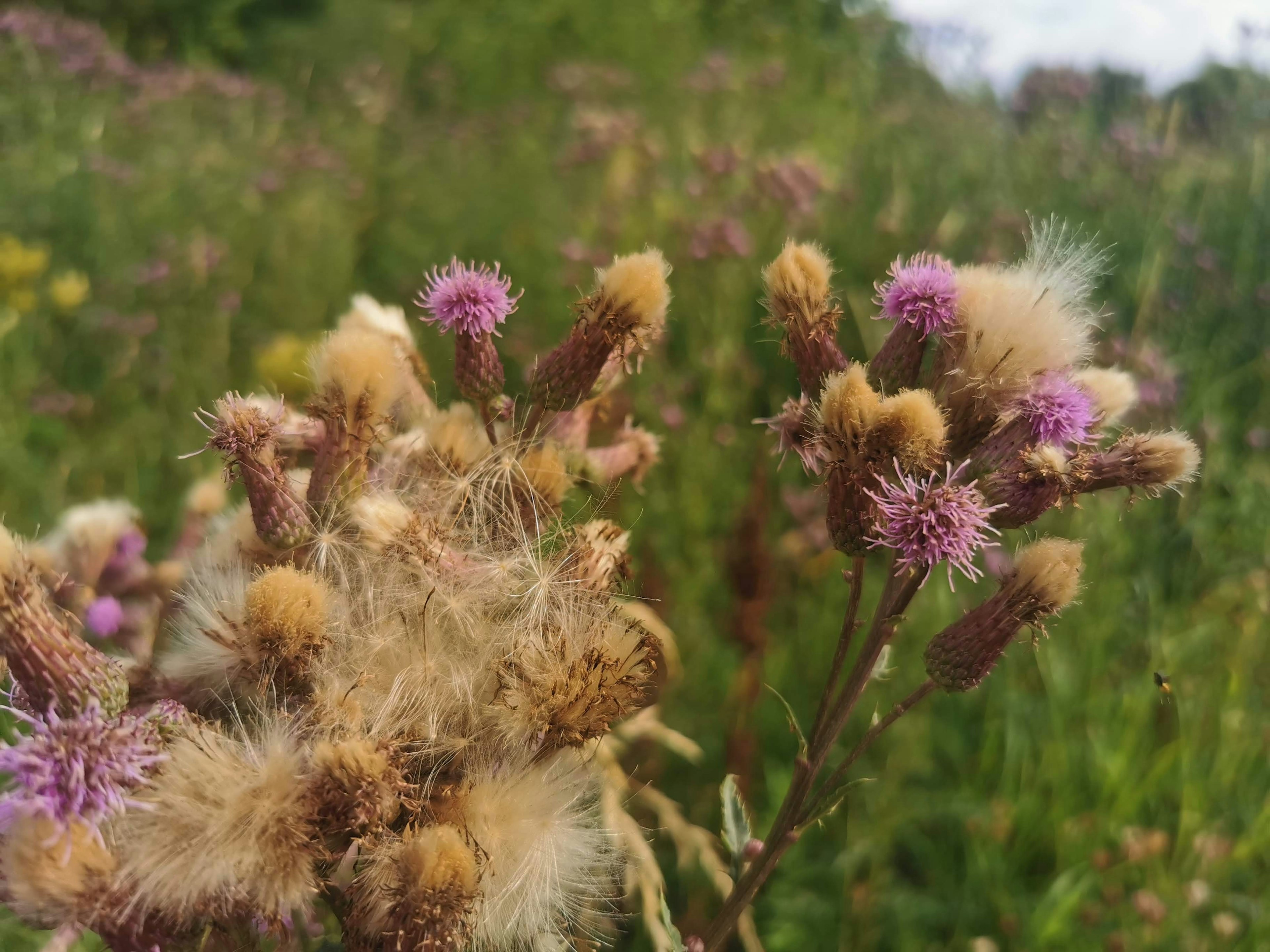 Rosa Blumen mit flauschigen Samen in einer Wiese mit Wildblumen