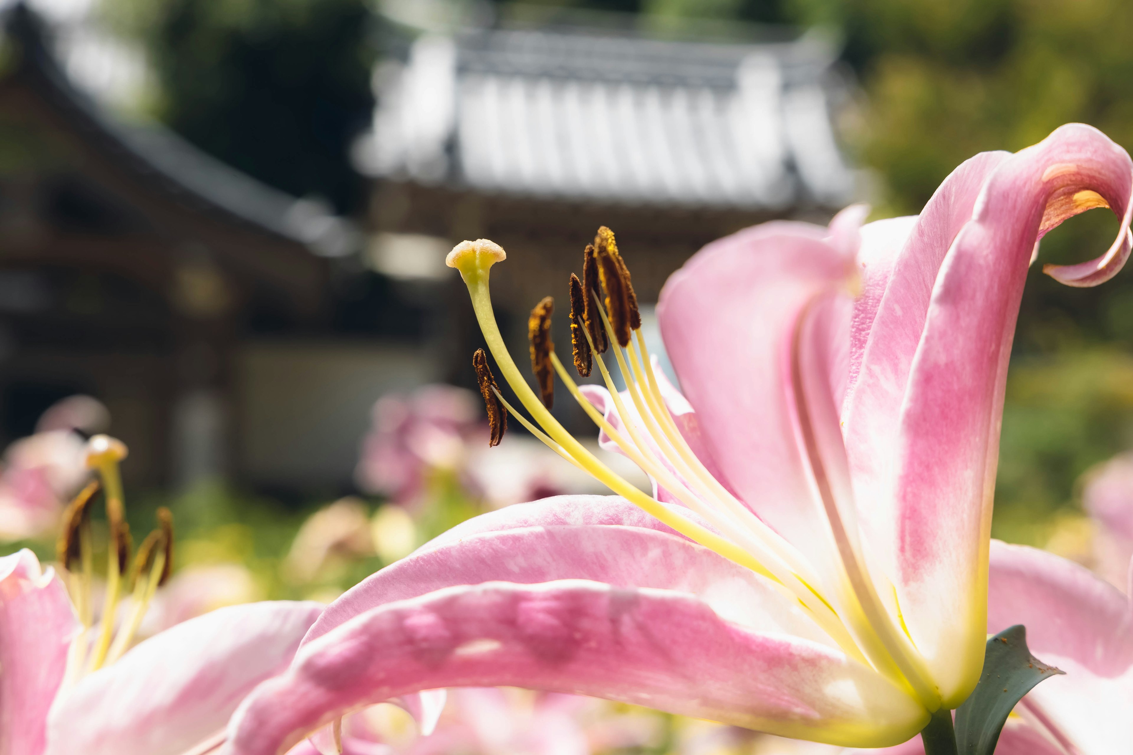 Close-up of a pink lily flower with a blurred traditional building in the background