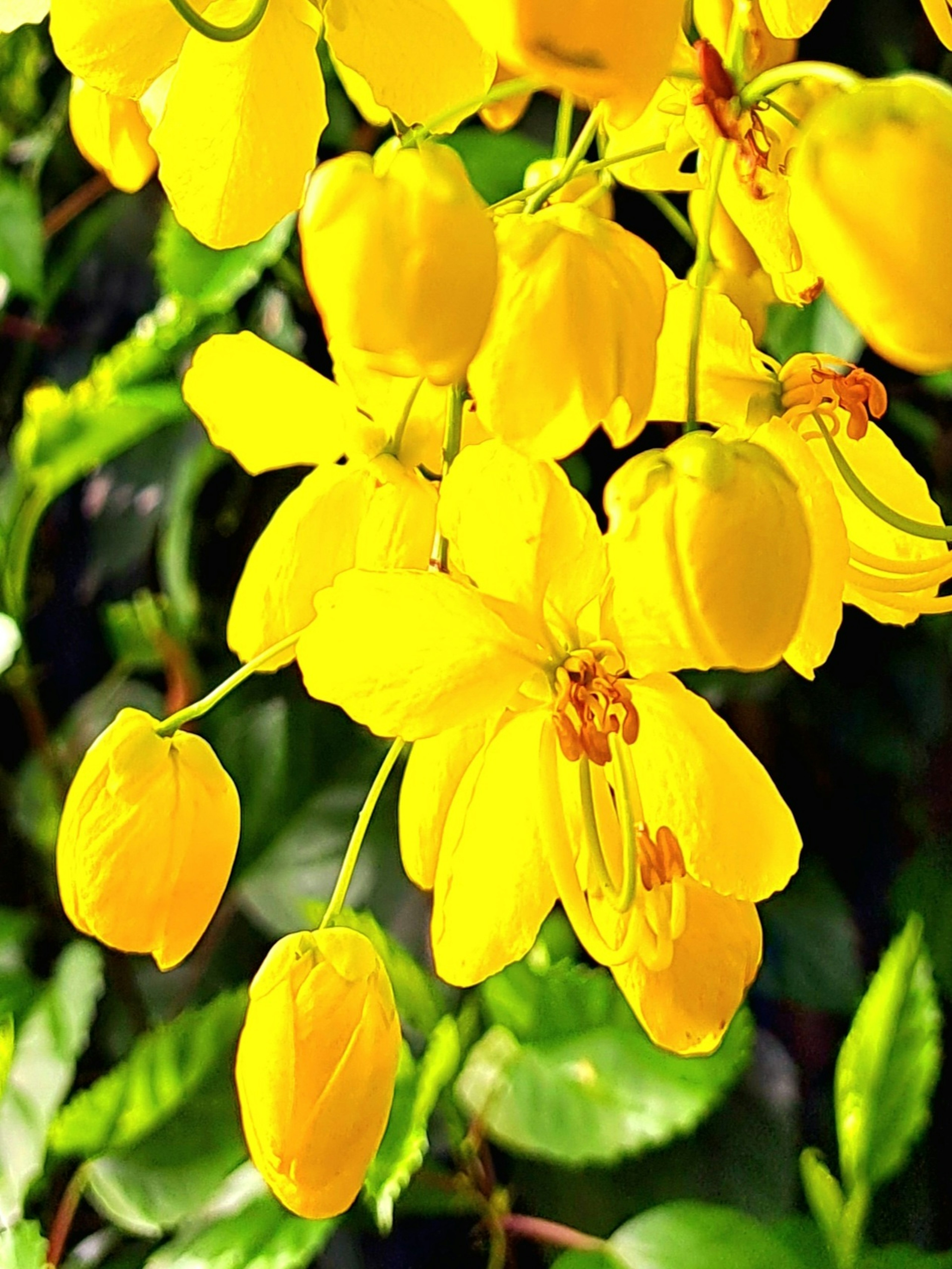 Fleurs jaunes vives en fleurs entourées de feuilles vertes