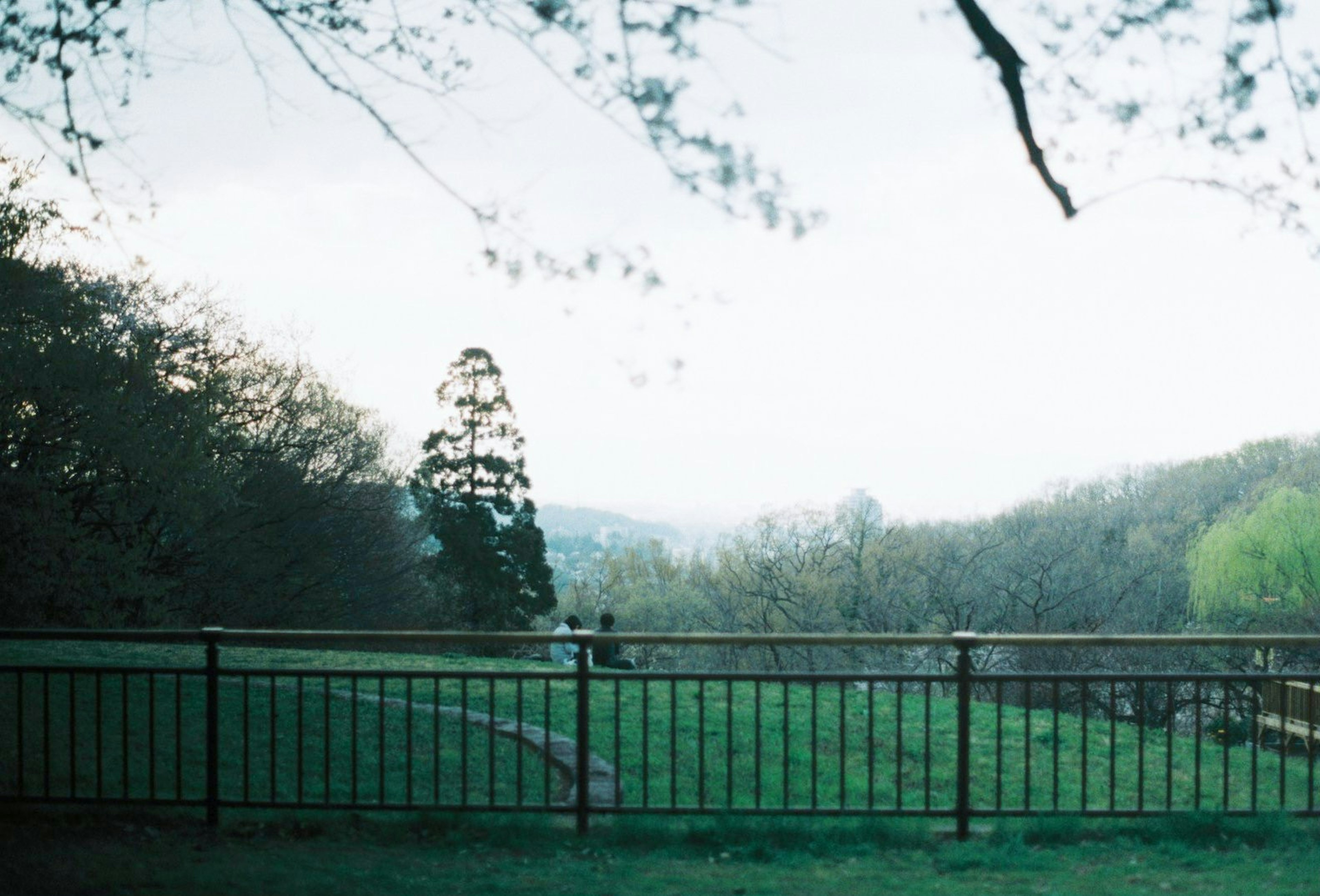 A landscape featuring a fence with a green meadow and trees in the background