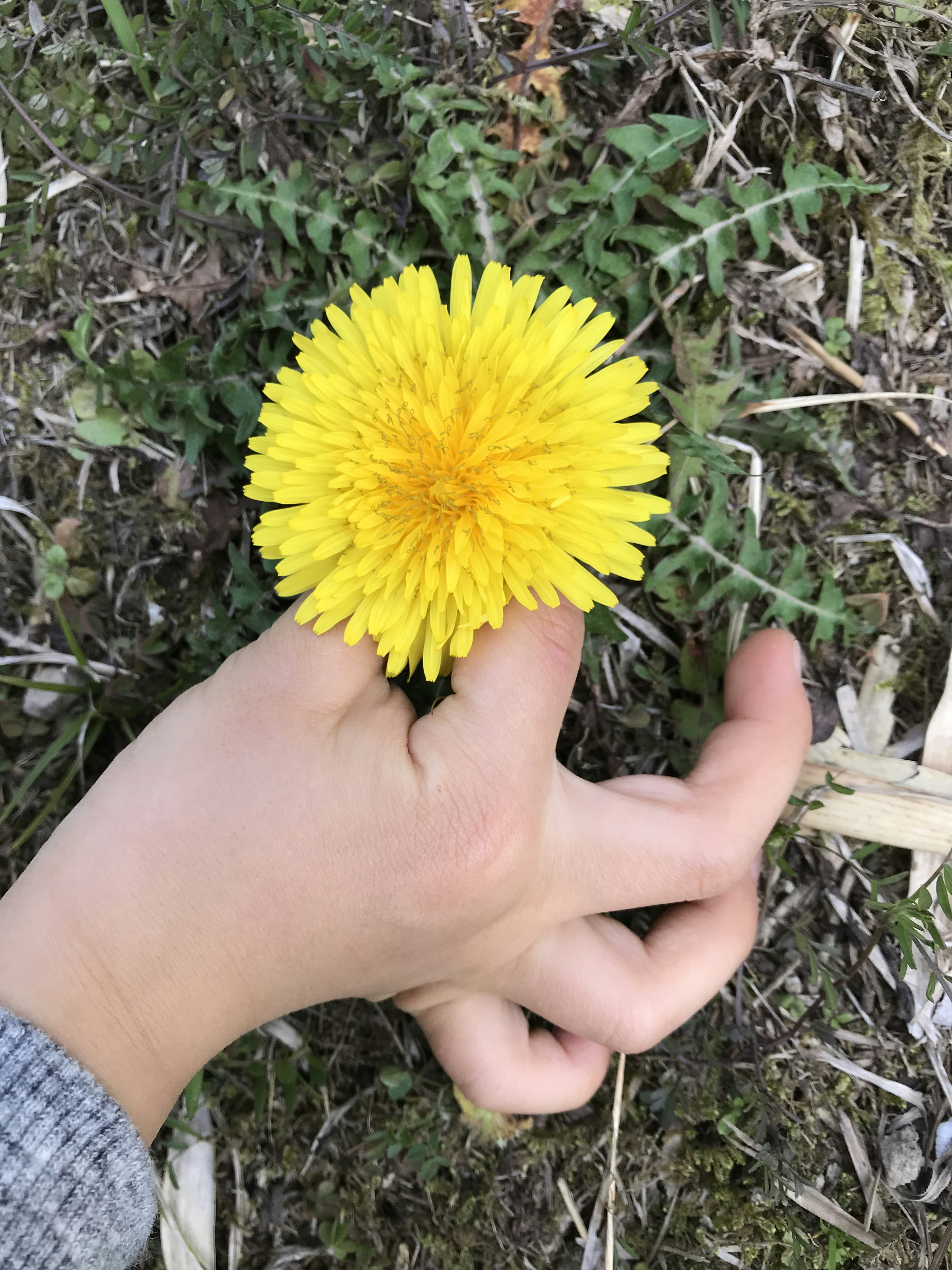 手に持たれた鮮やかな黄色のタンポポの花