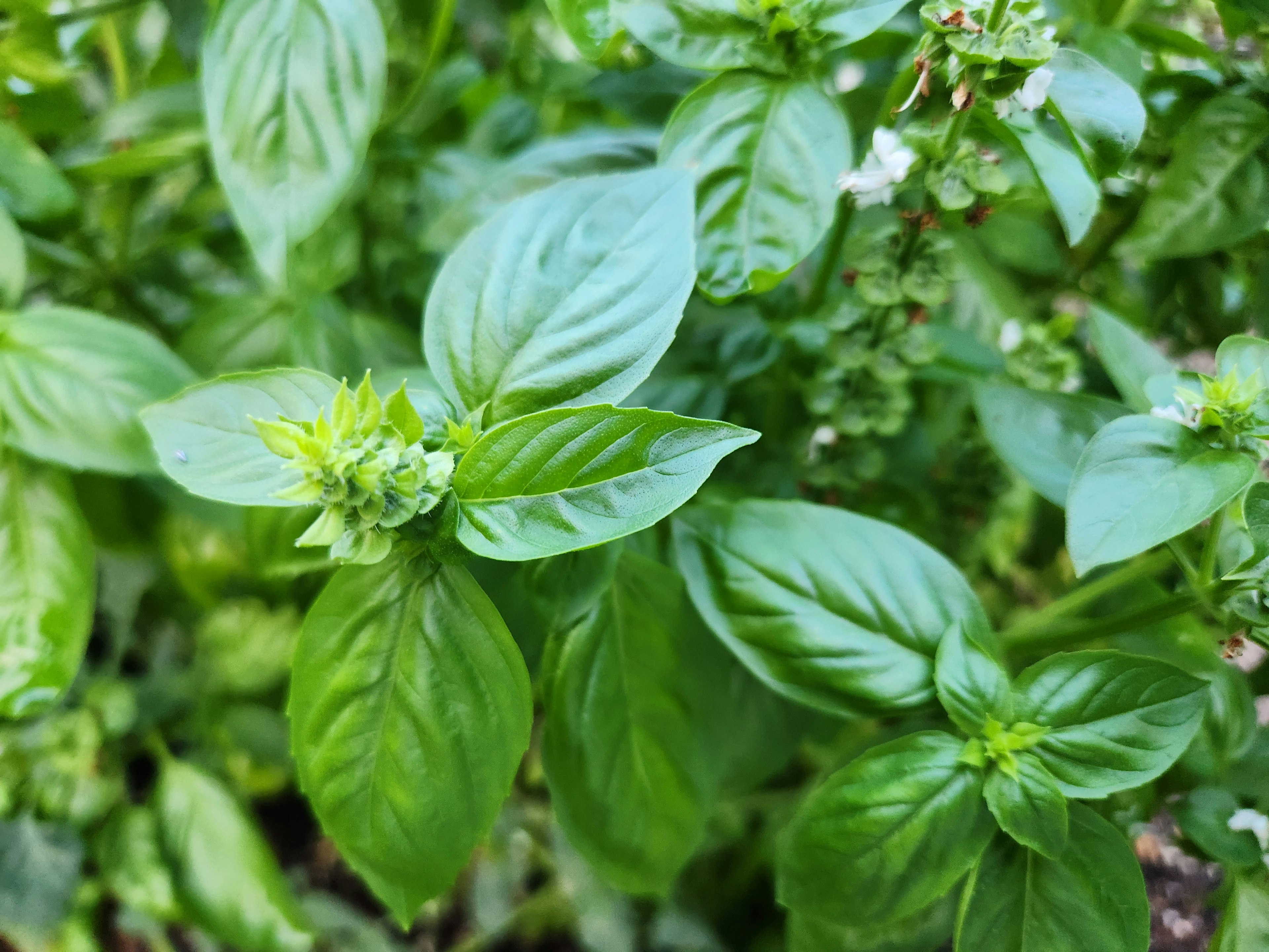 鮮やかな緑色のバジルの葉が豊かに生い茂る様子