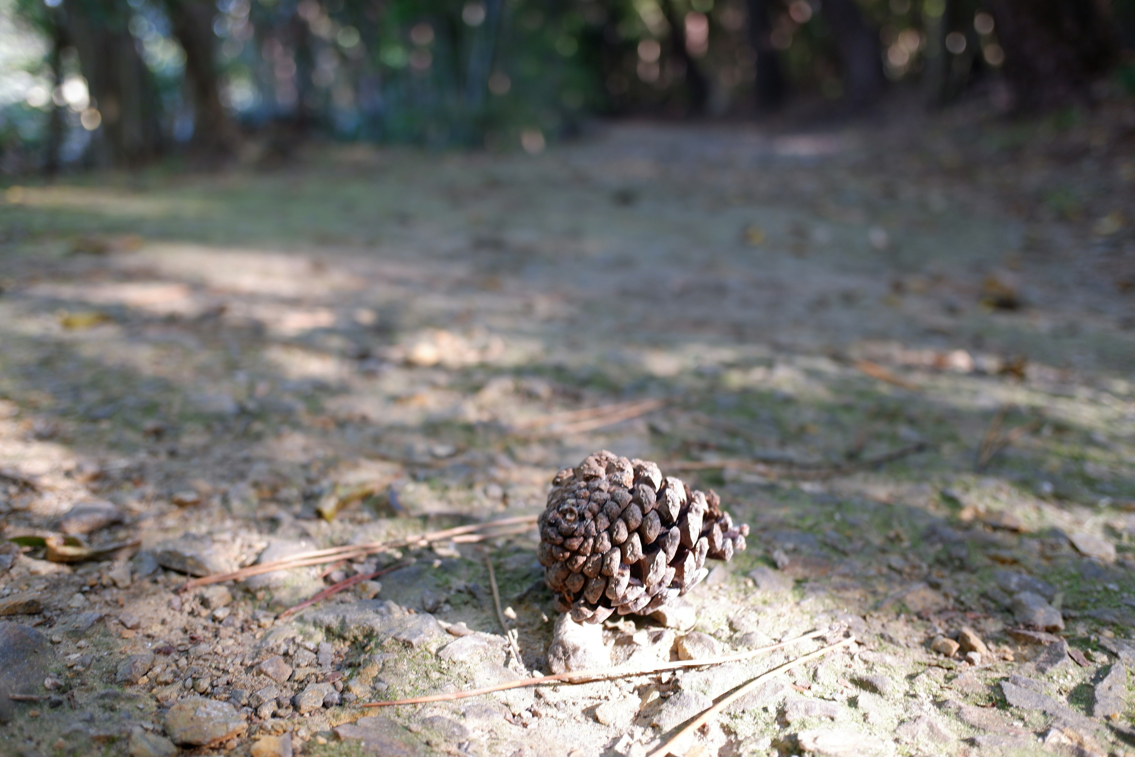 Close-up kerucut pinus di tanah dengan latar belakang alami