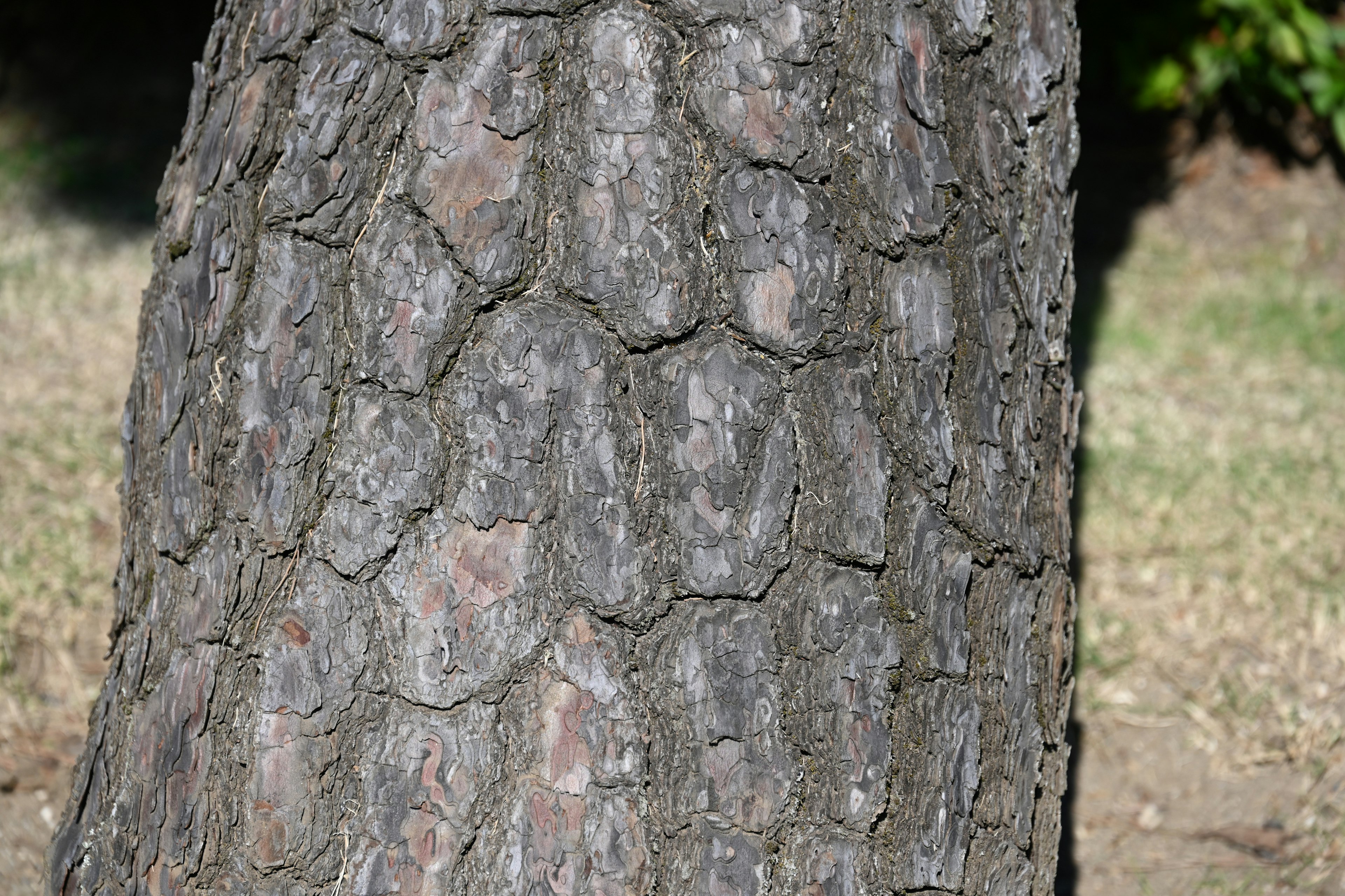 Close-up of a tree trunk showing detailed bark texture