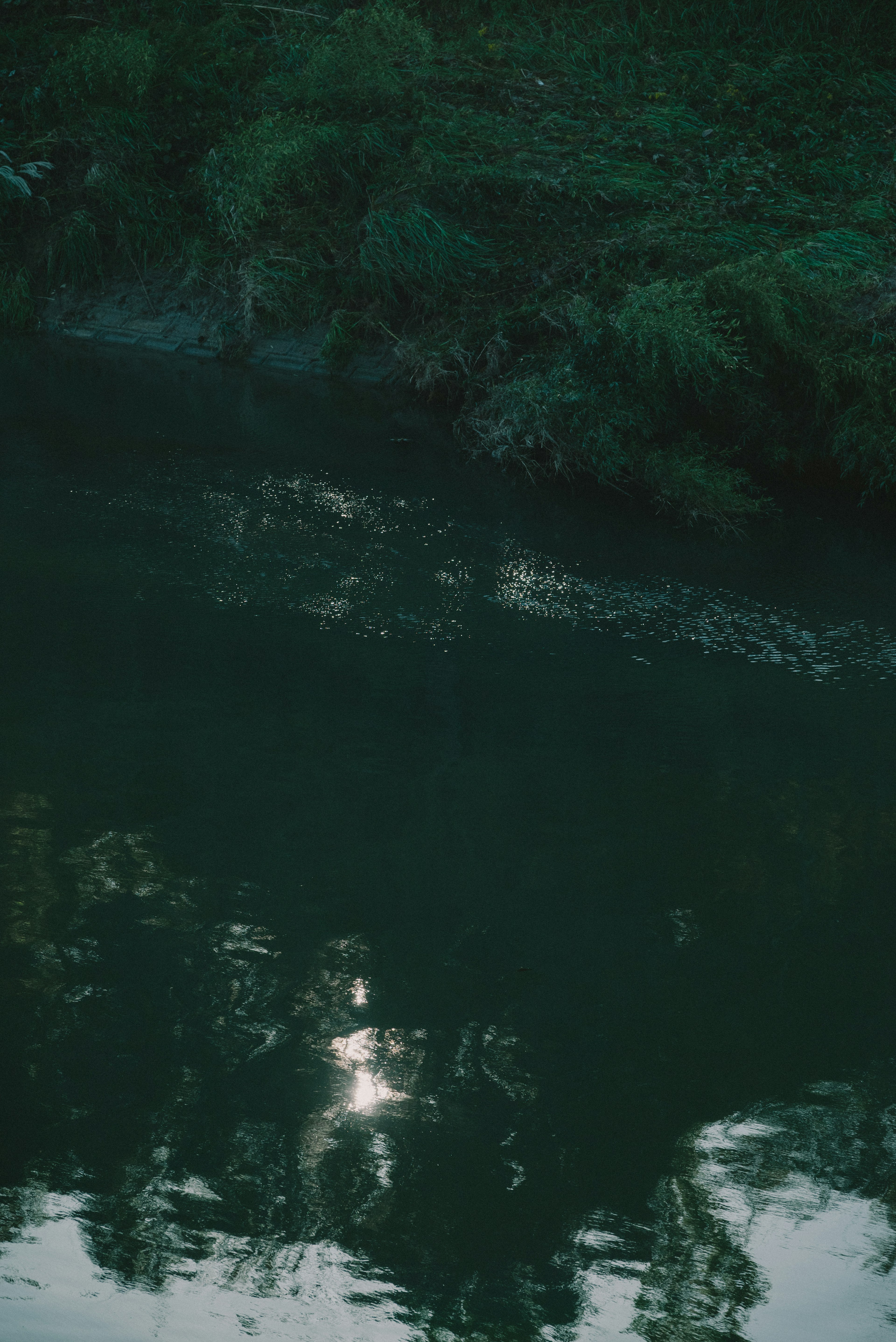 Lichtreflexionen auf dem Wasser mit umliegender grüner Vegetation