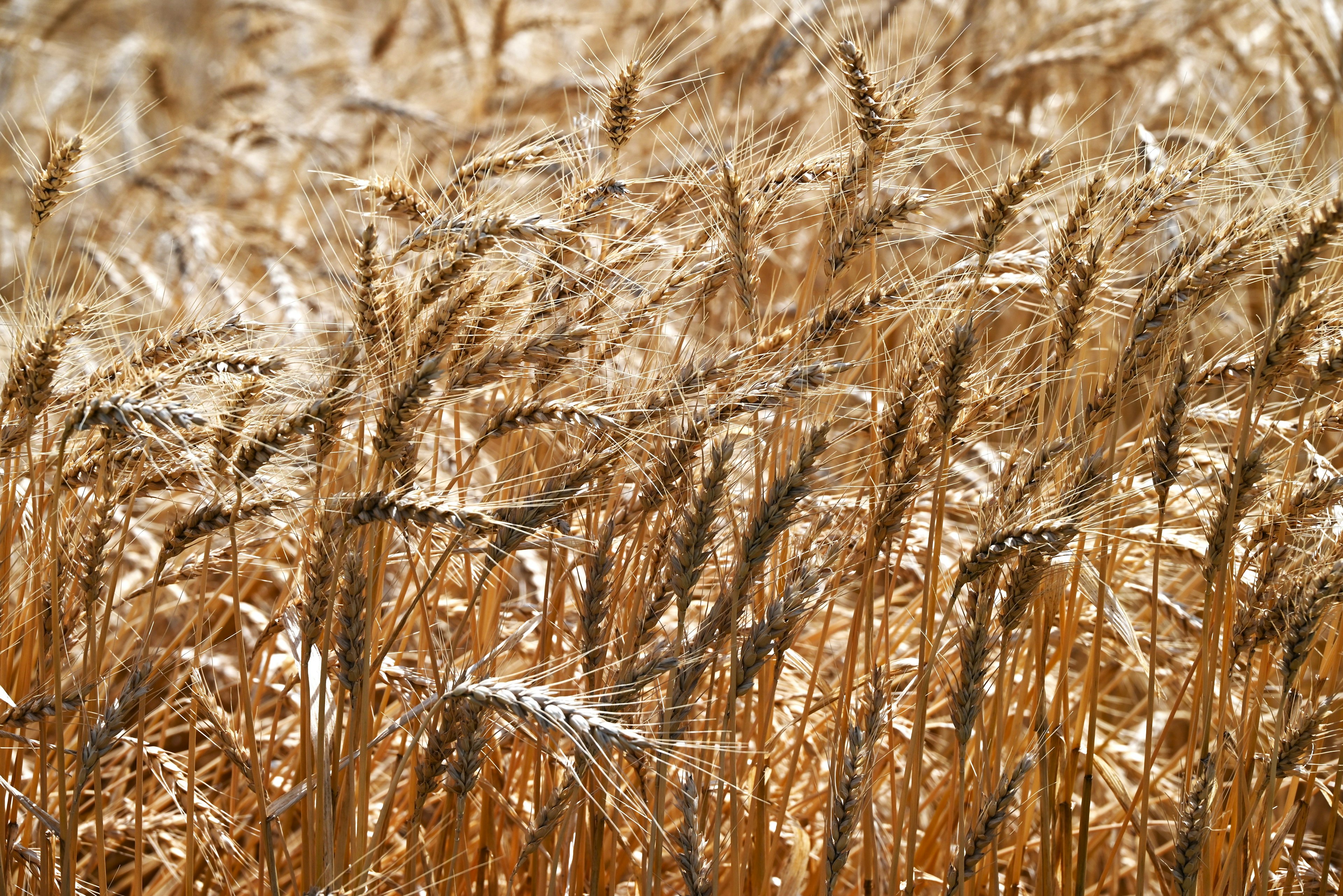 Golden wheat stalks swaying in the wind