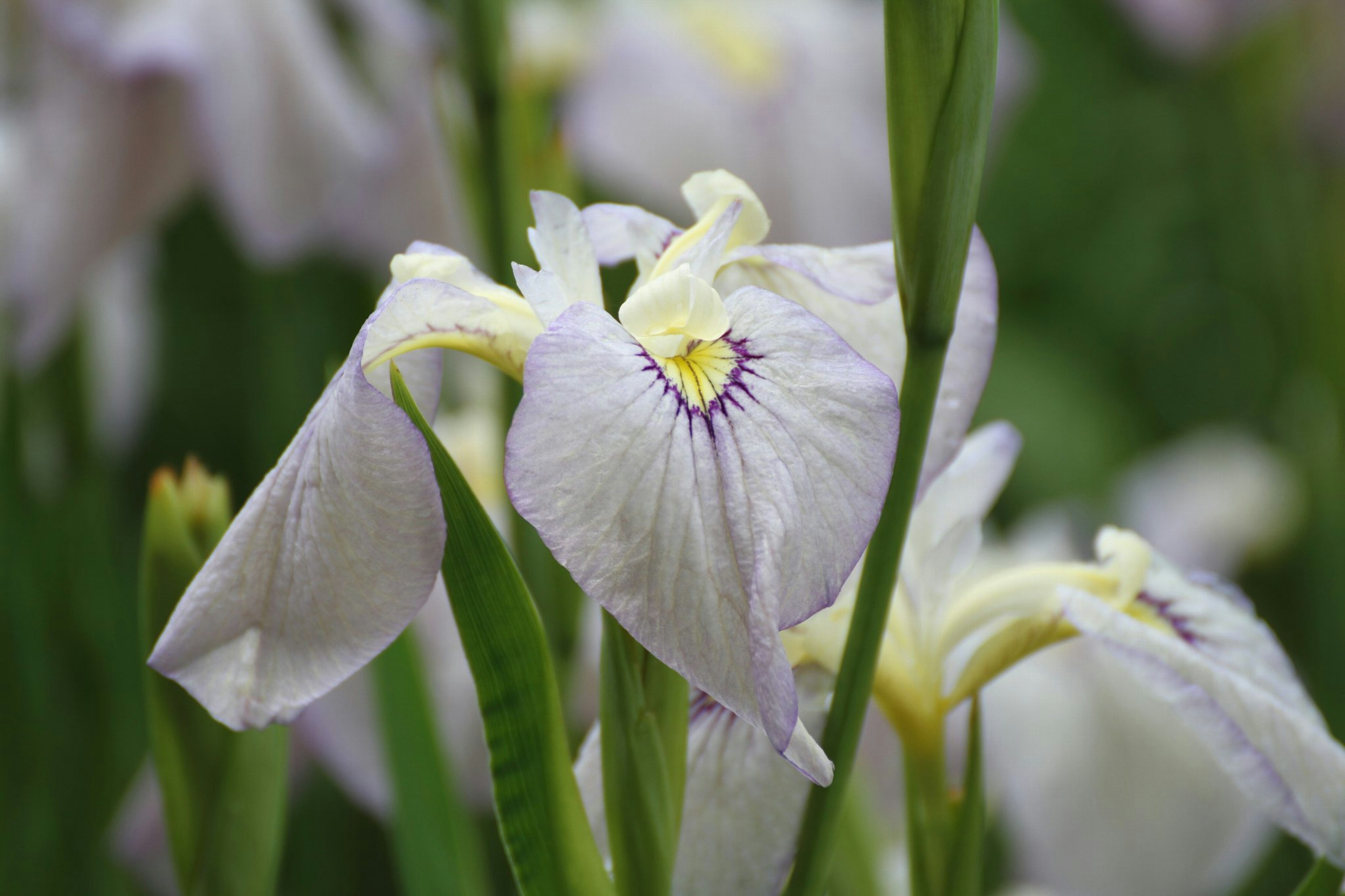 Iris flowers with light purple petals visible among green leaves