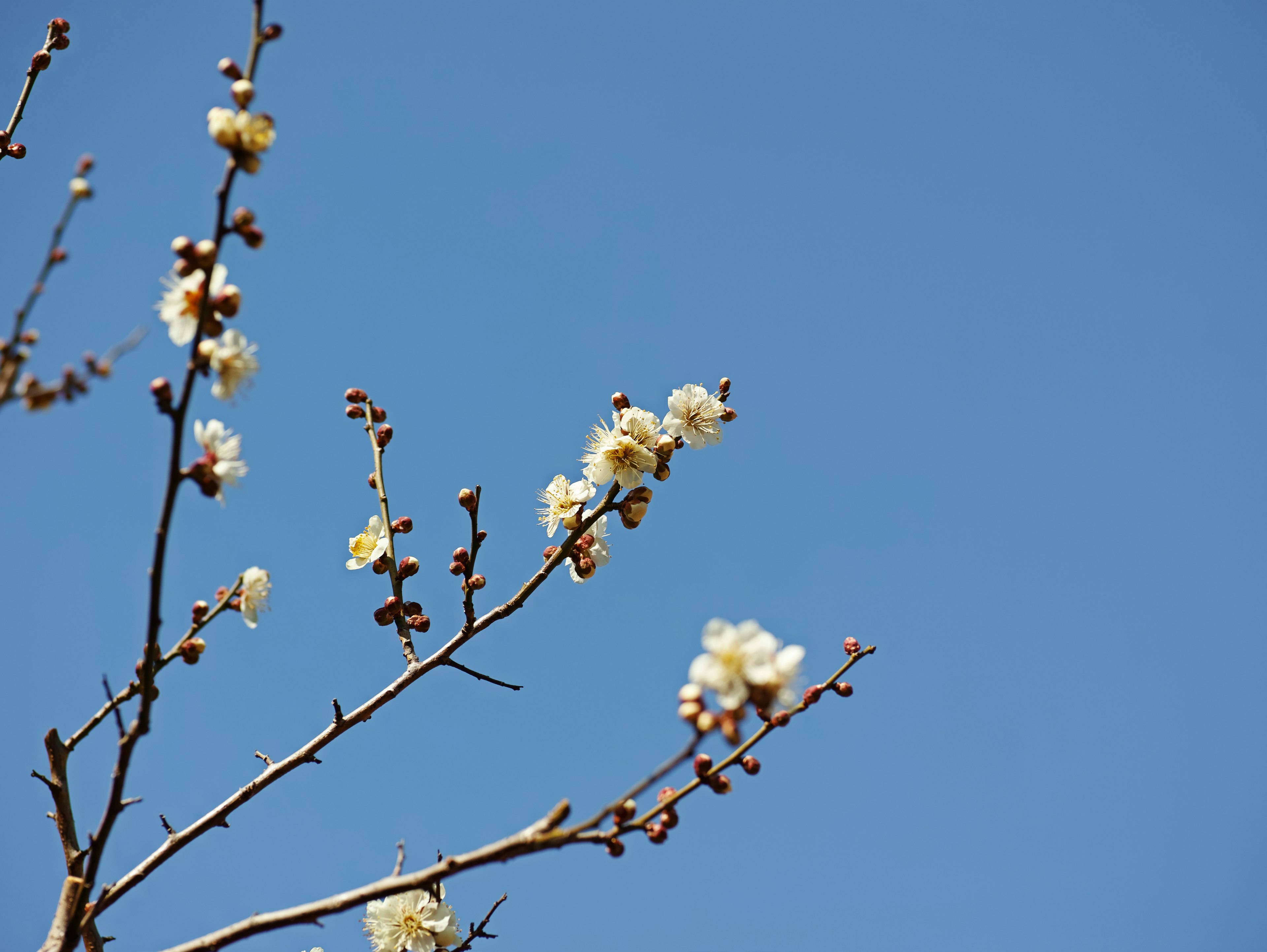 青空の下に咲く白い花の枝