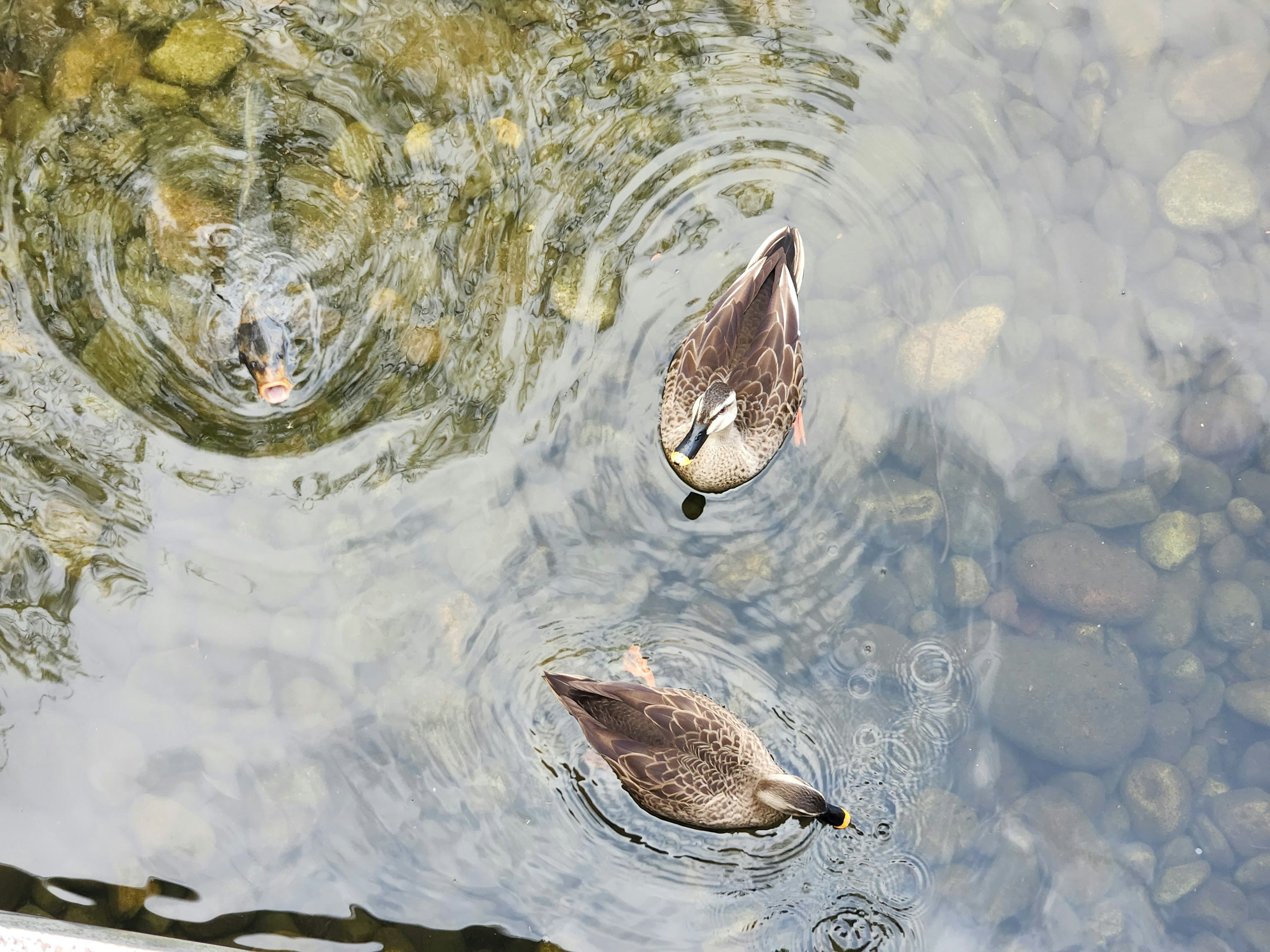 Dua bebek berenang di permukaan badan air yang tenang