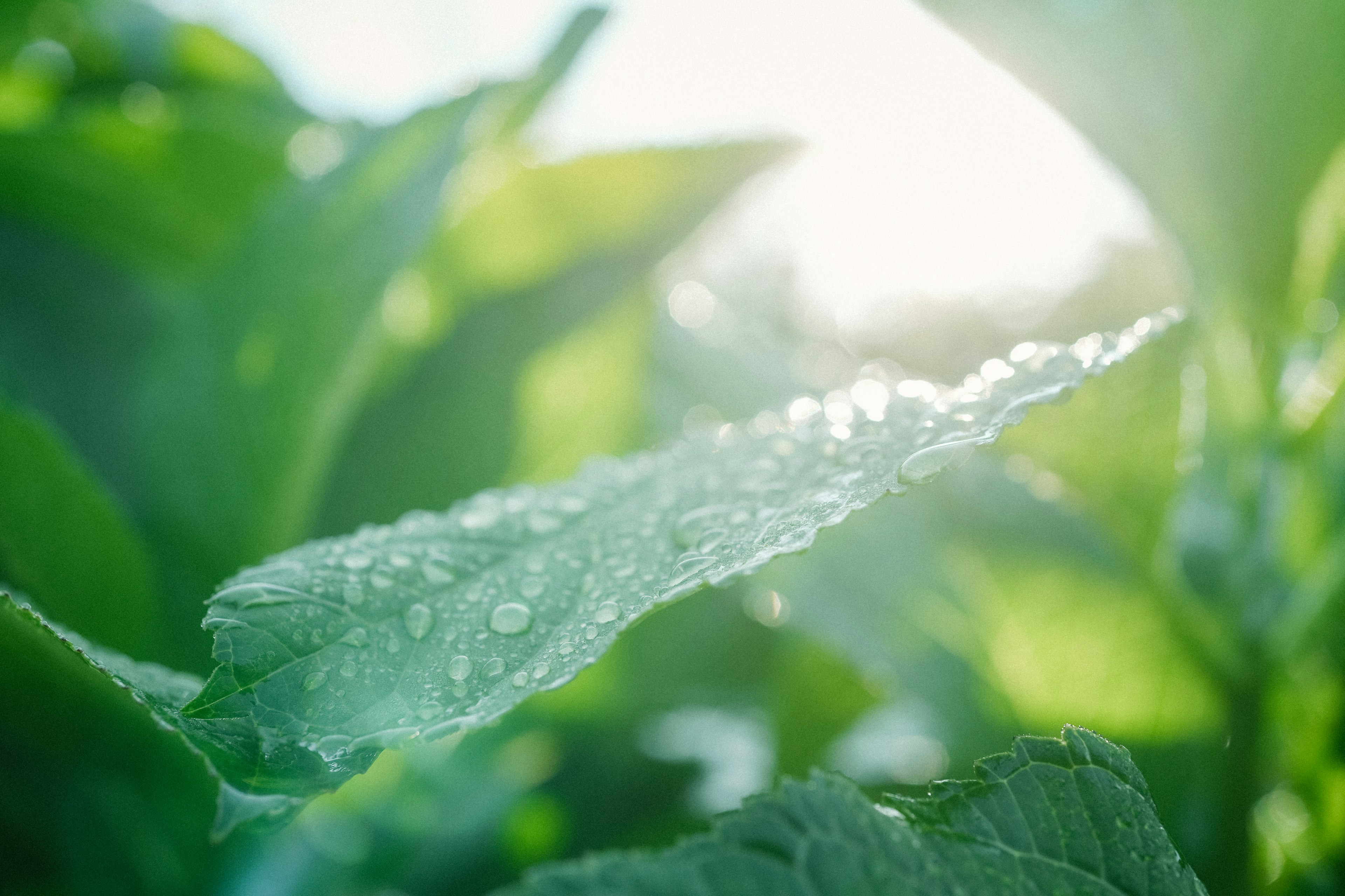 Primo piano di una foglia verde con gocce d'acqua che brillano al sole