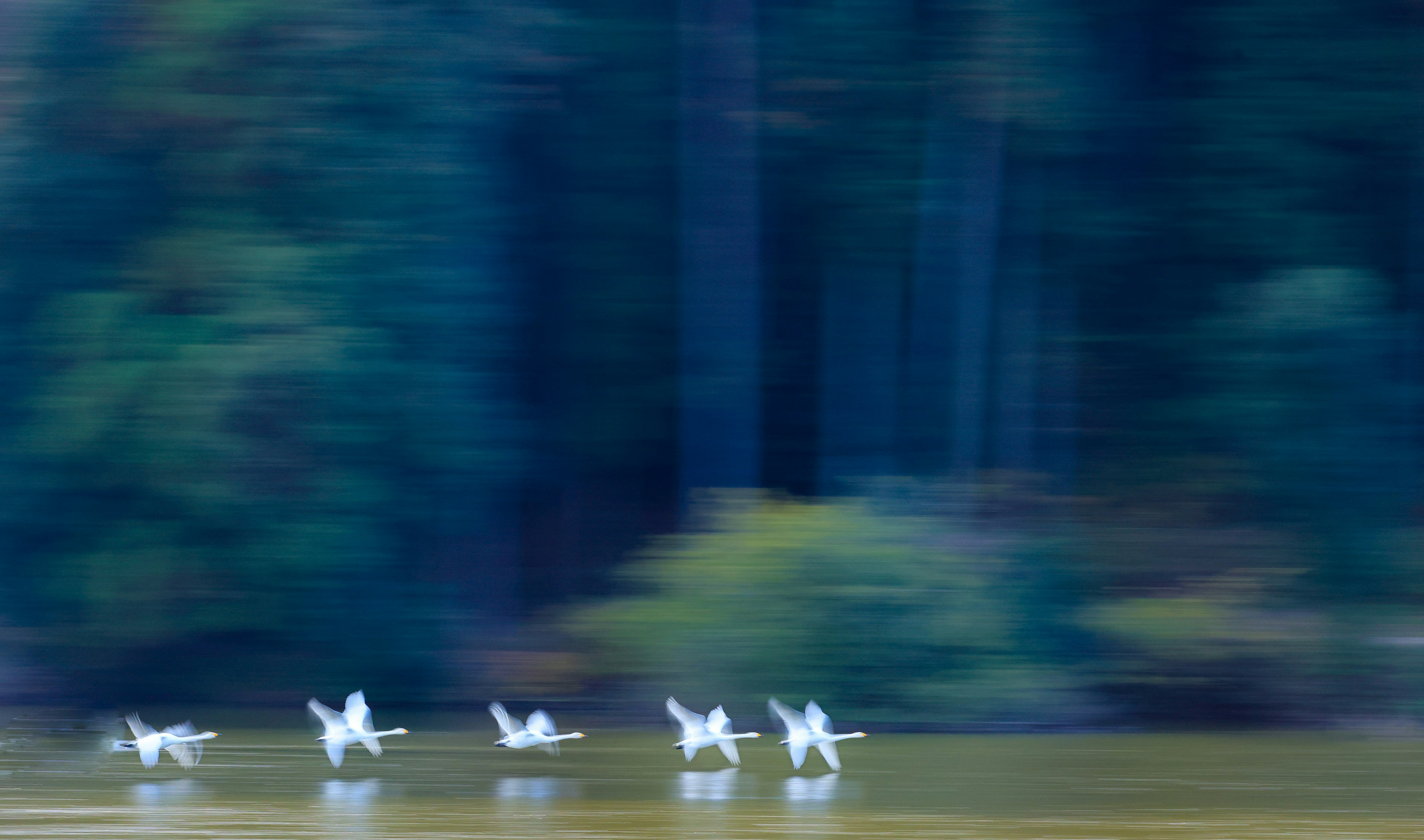 A flock of white birds gliding over a calm lake with green trees in the background